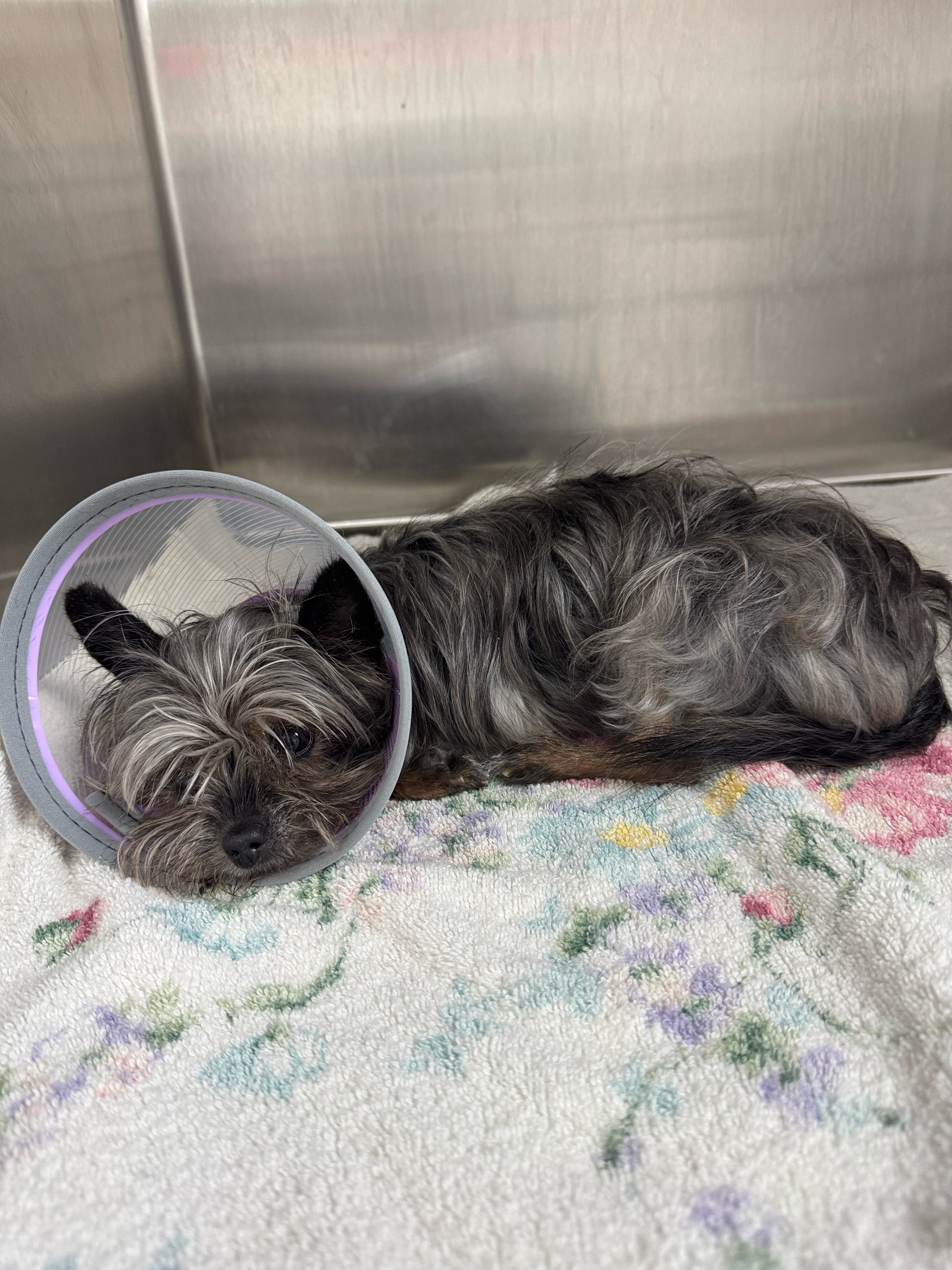 Help Save Starr’s Life with Urgent Surgery campaign photo, 4 of 7