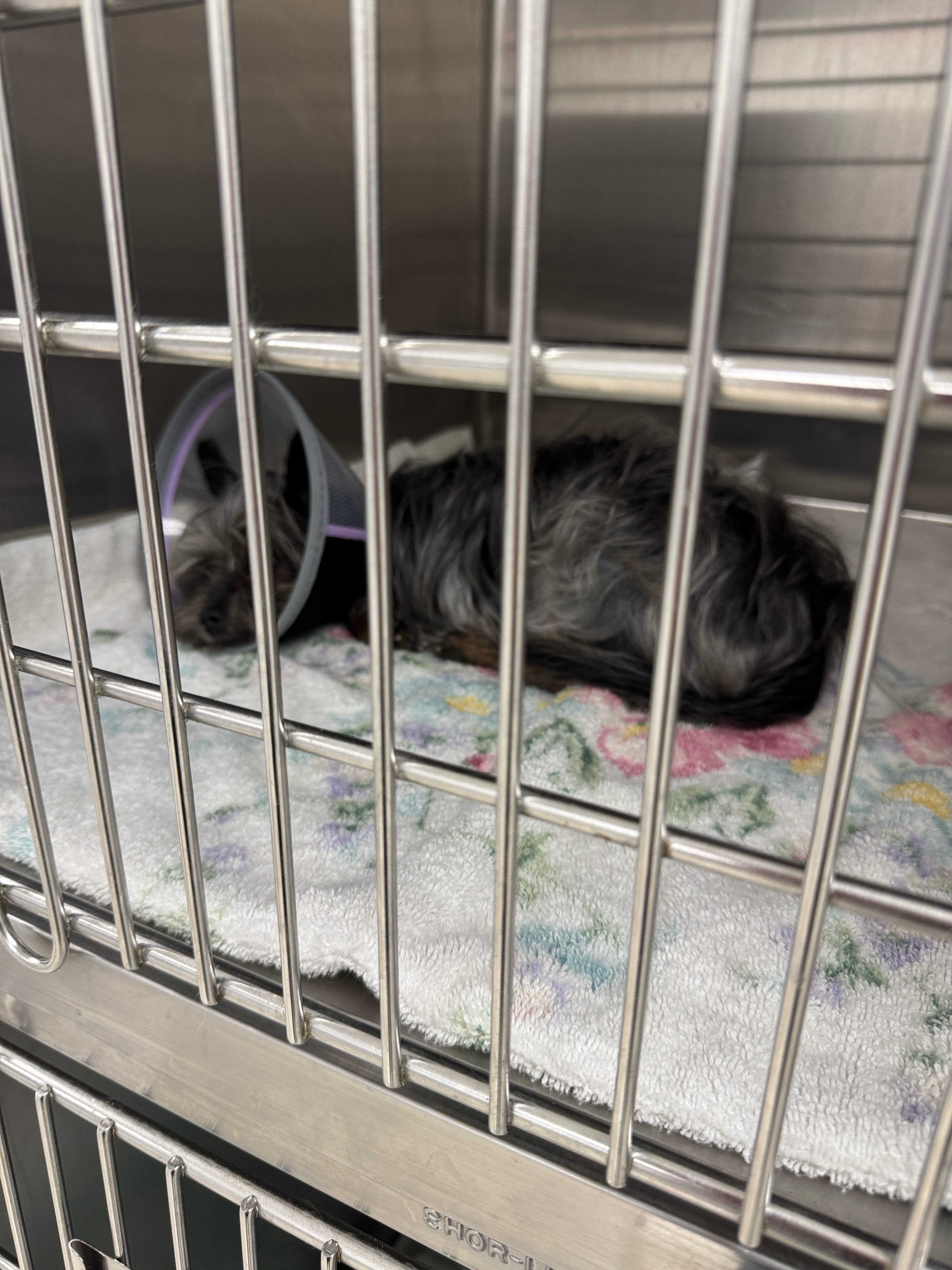 Help Save Starr’s Life with Urgent Surgery campaign photo, 2 of 7