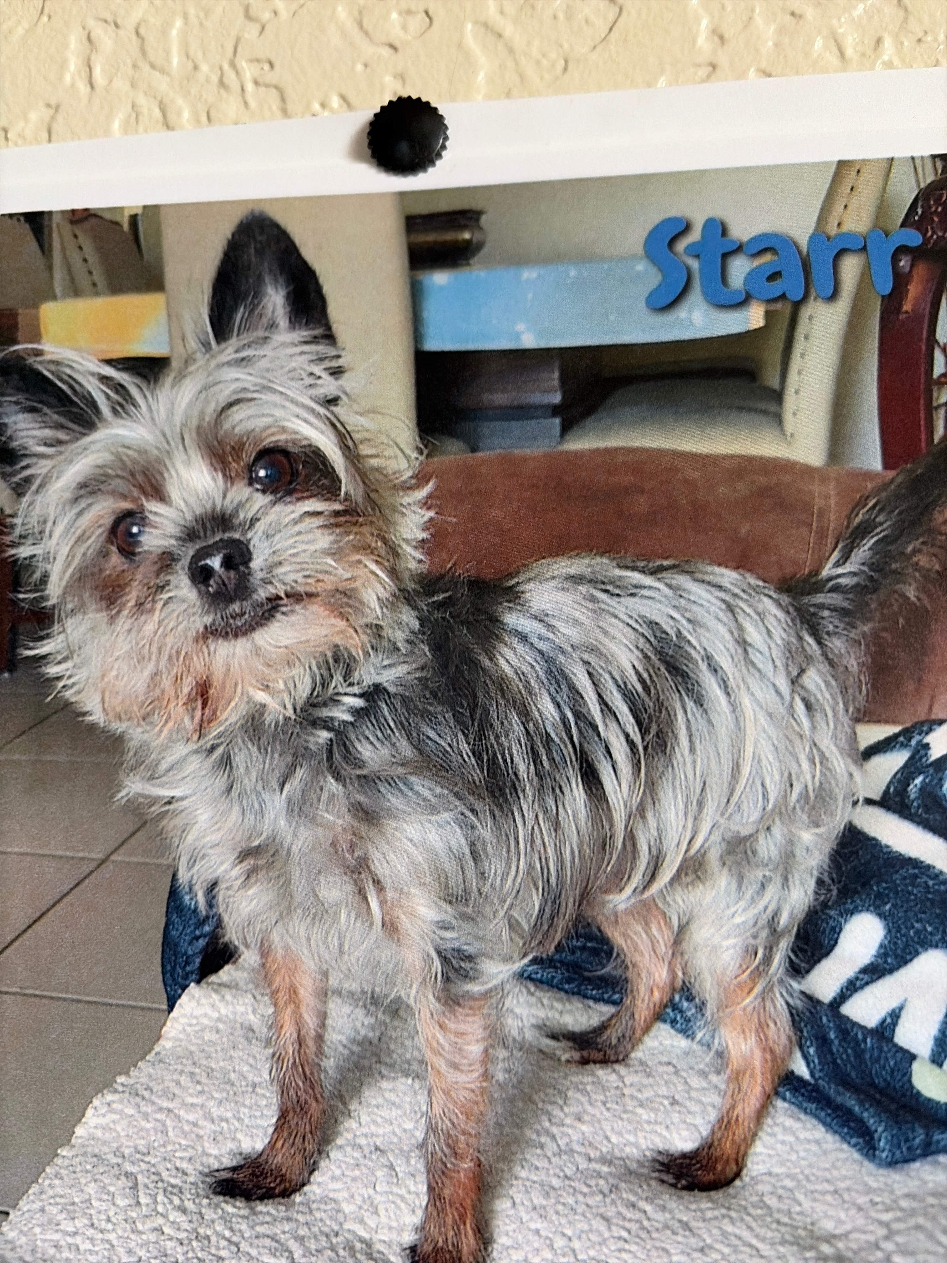 Help Save Starr’s Life with Urgent Surgery campaign photo, 5 of 7