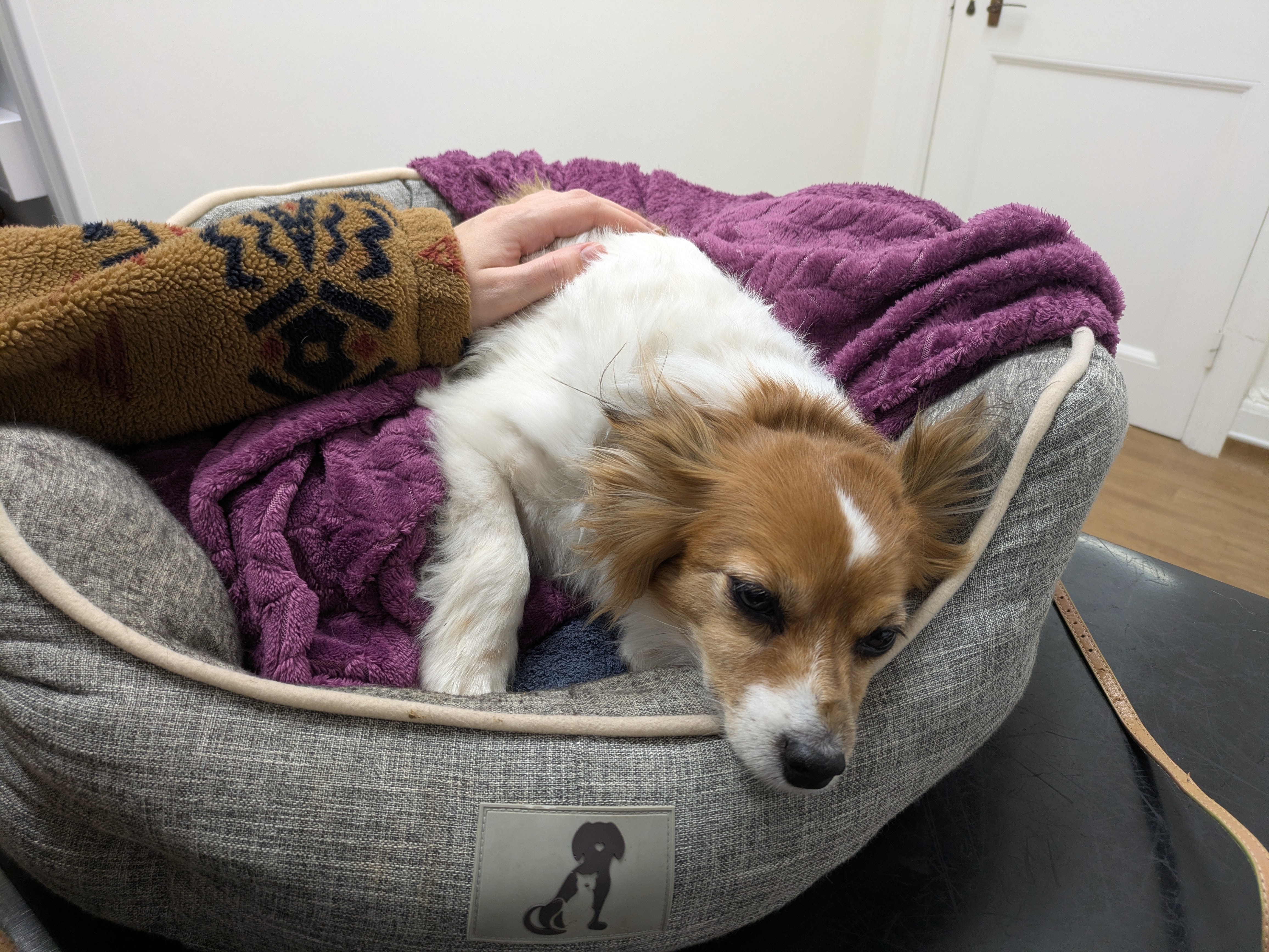 Sonny, a victim of a random dog attack campaign photo, 6 of 7
