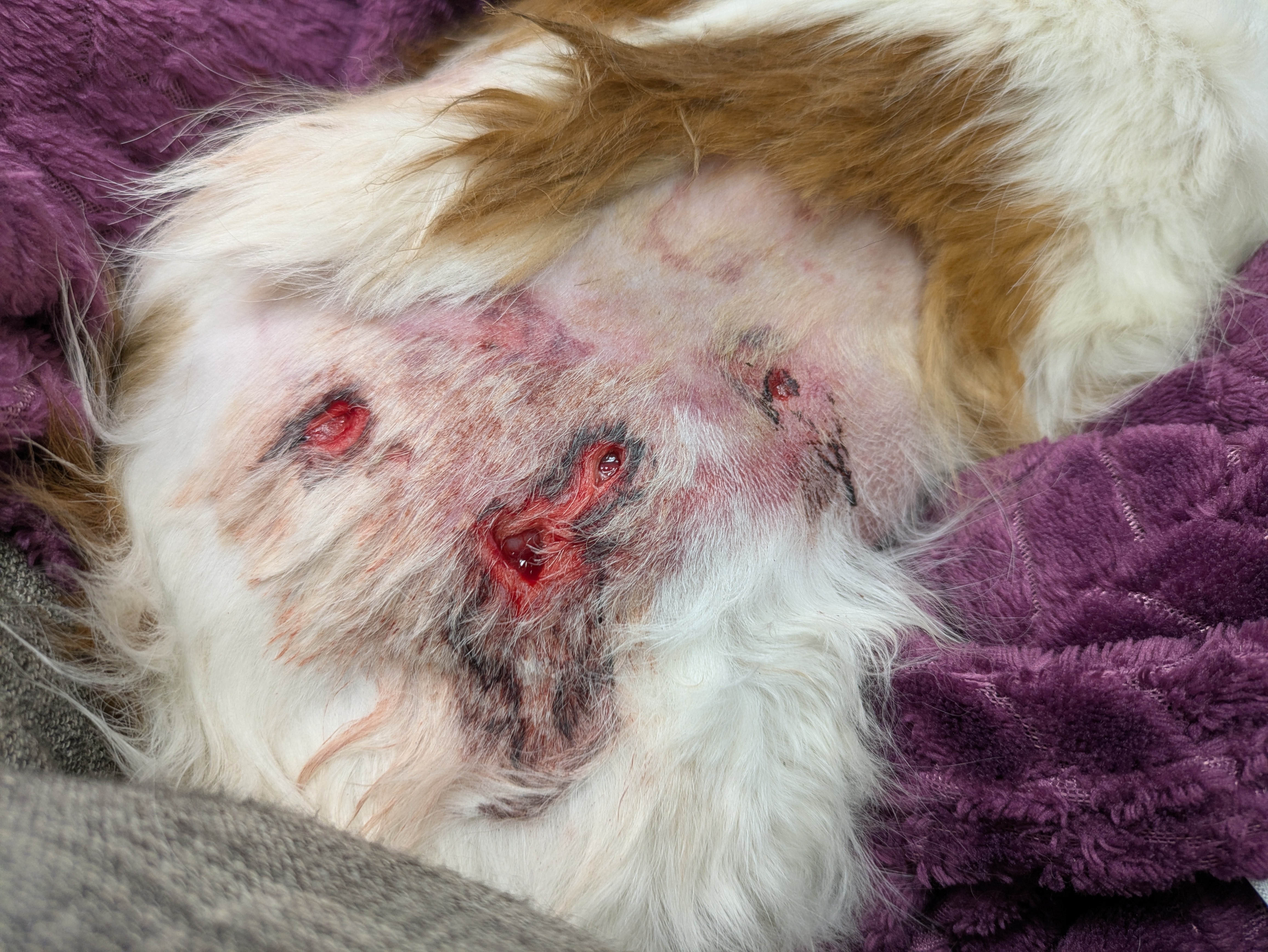 Sonny, a victim of a random dog attack campaign photo, 2 of 7
