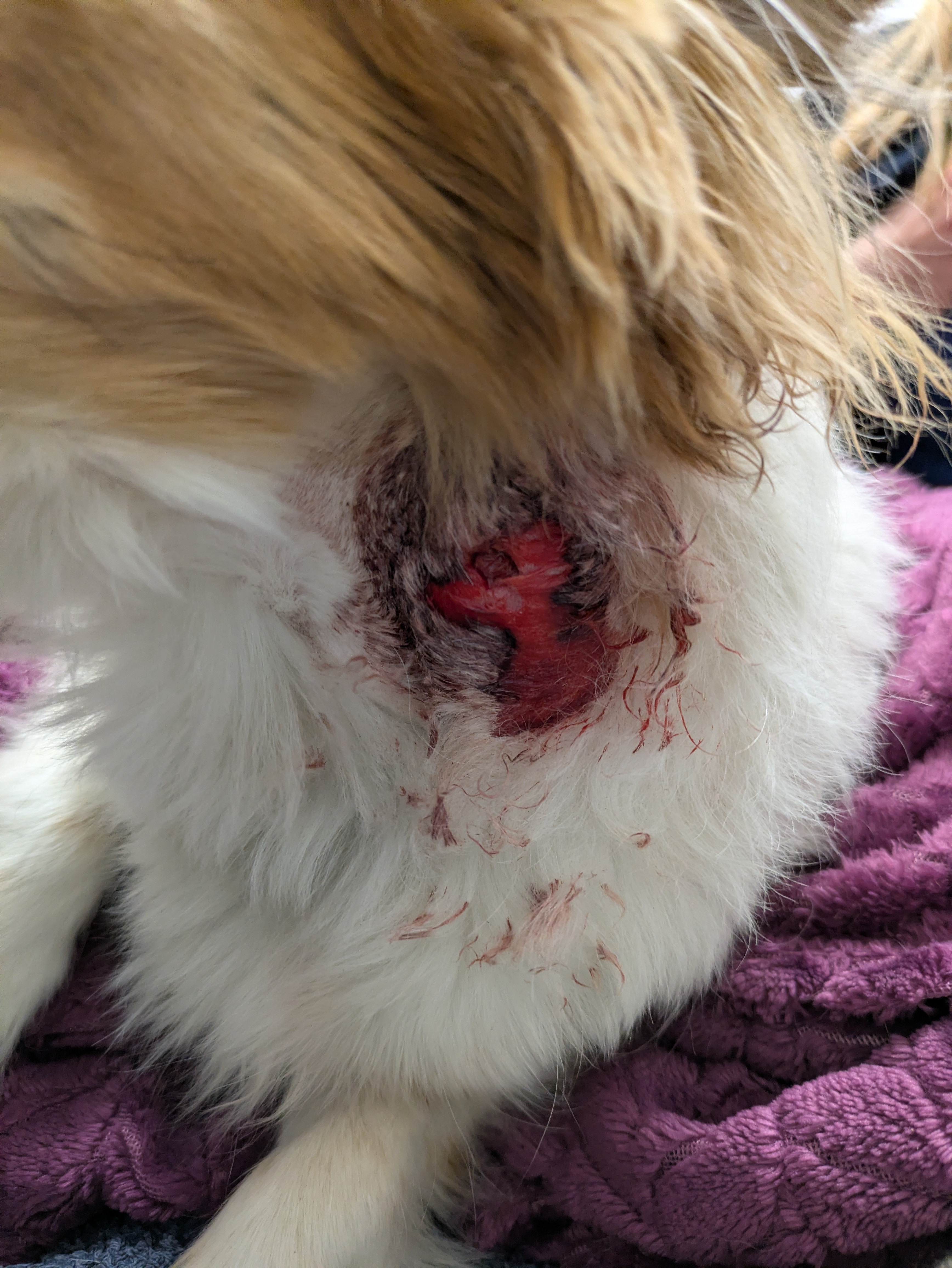 Sonny, a victim of a random dog attack campaign photo, 4 of 7