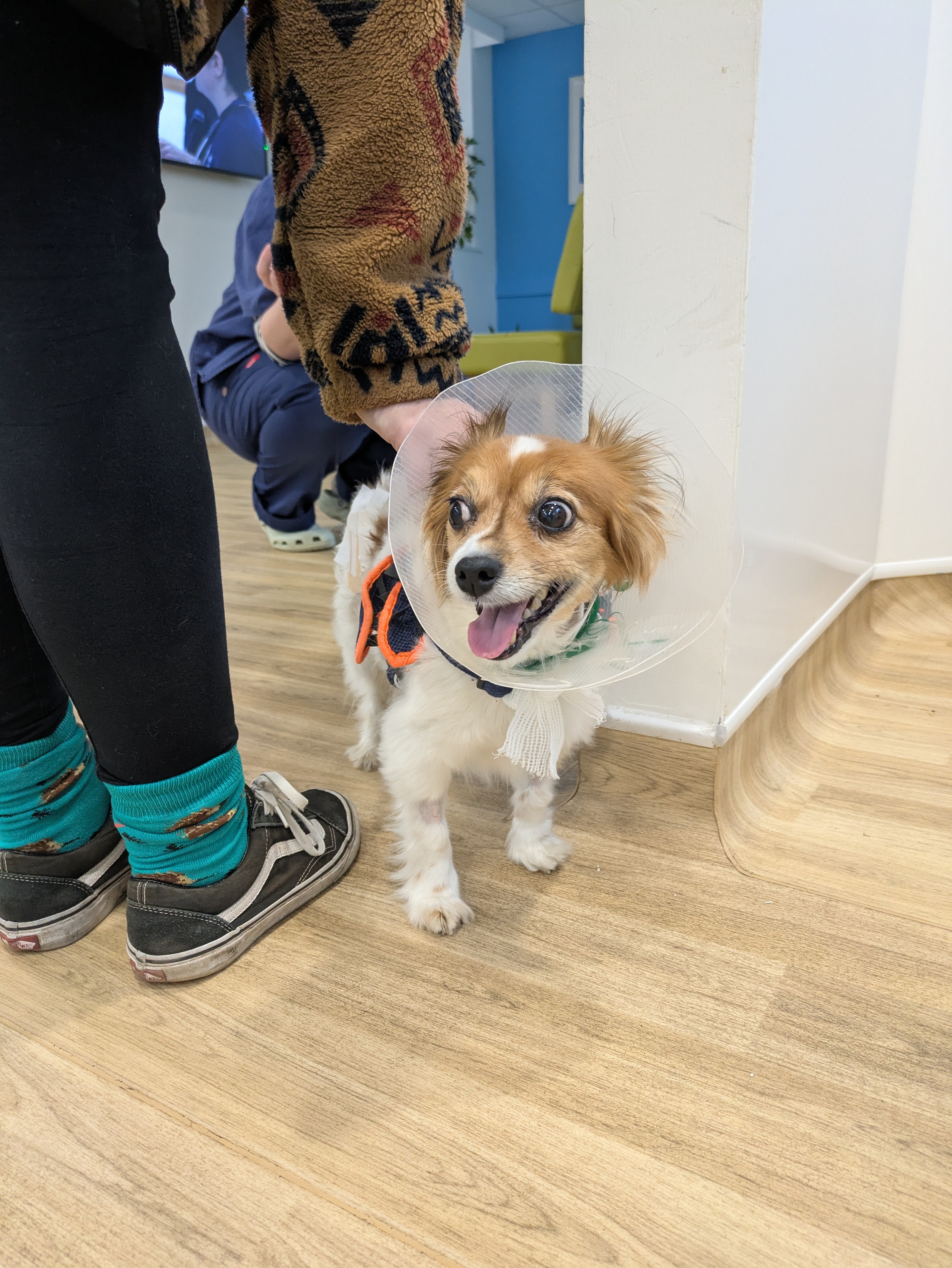 Sonny, a victim of a random dog attack campaign photo, 5 of 7