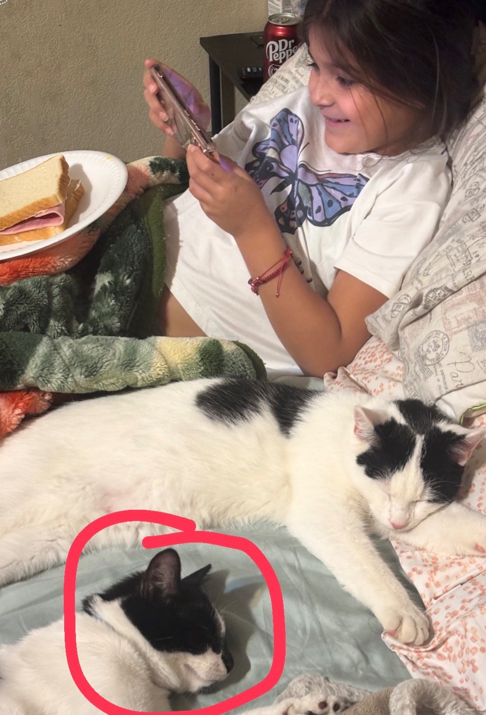 Help my little sister pay for her kittens broken leg. campaign photo, 6 of 7