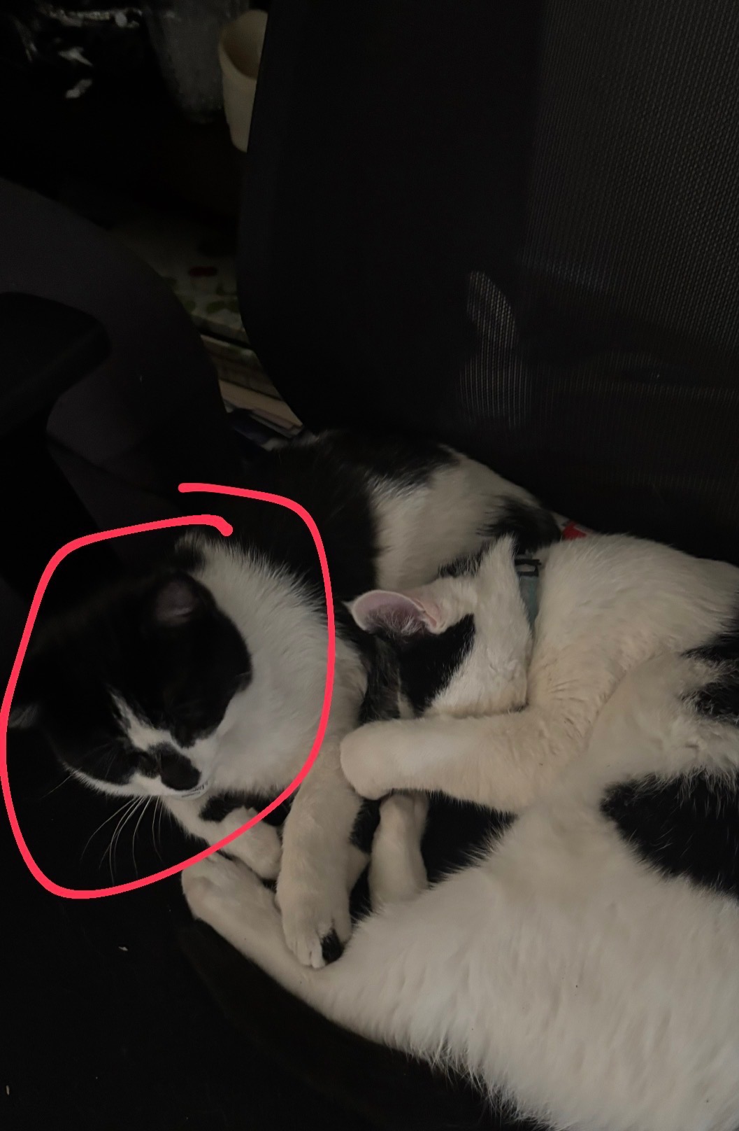 Help my little sister pay for her kittens broken leg. campaign photo, 5 of 7