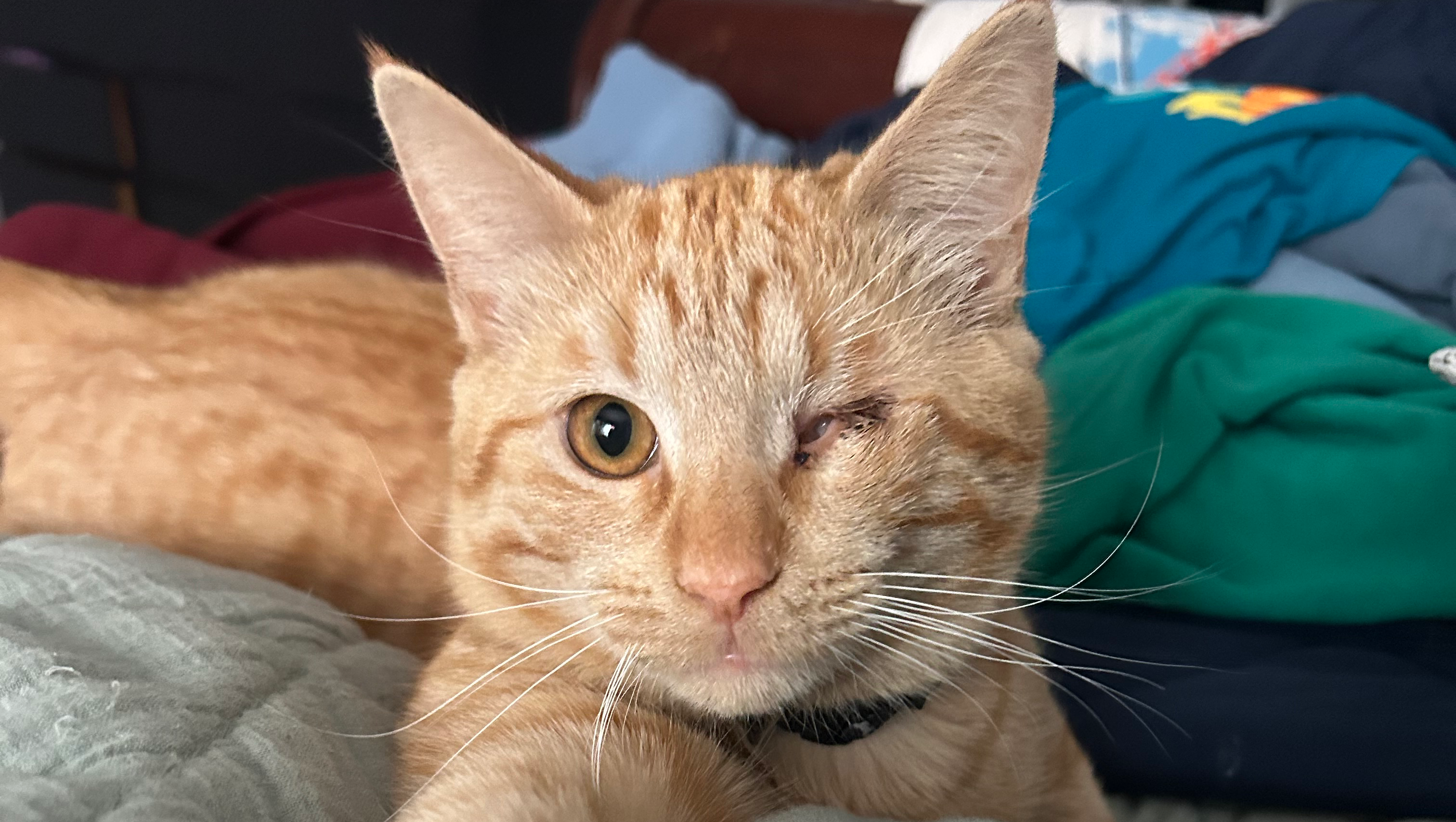 Help Mad-Eye, Harry, and Ron Get Medical Care photo