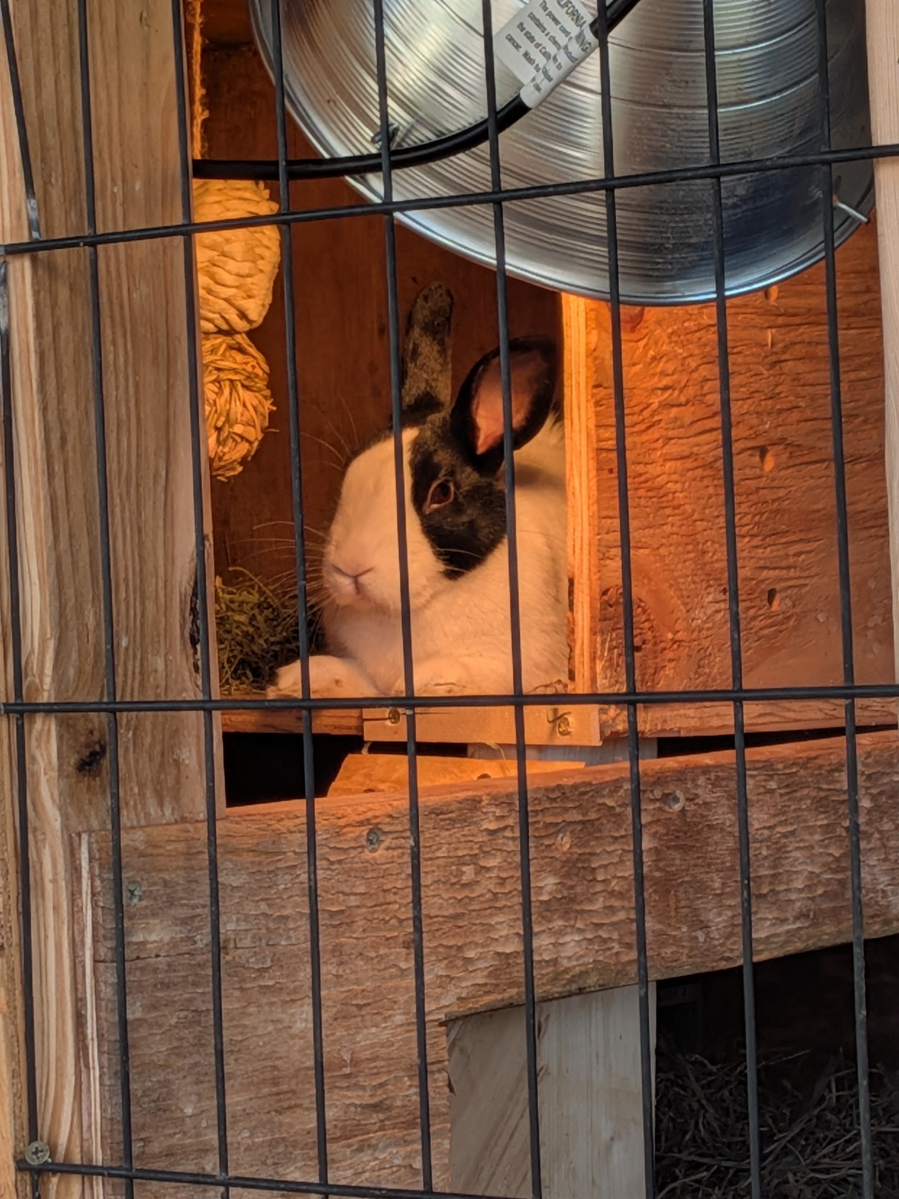 Help Millie Get Lifesaving Vet Care campaign photo, 2 of 7