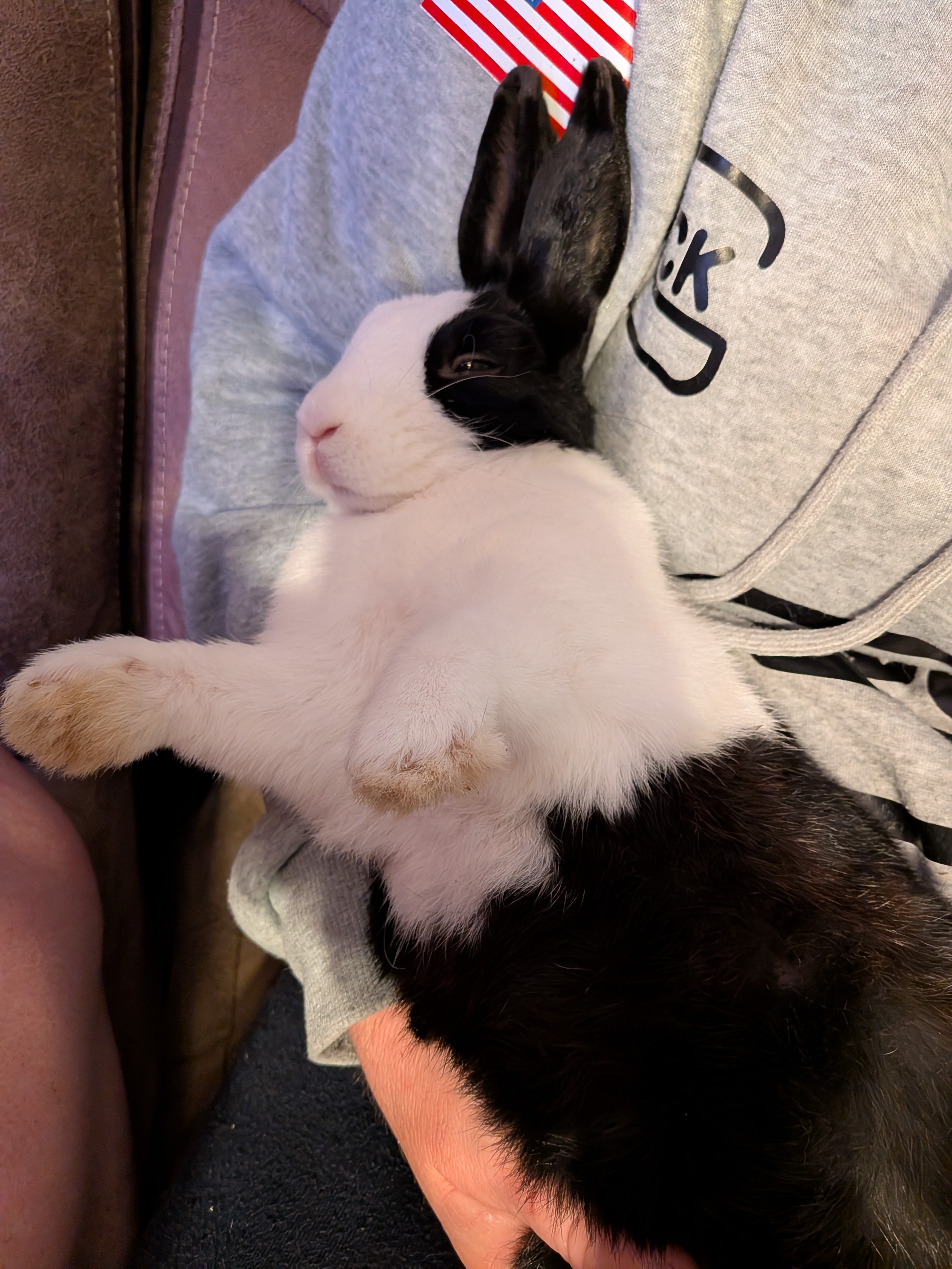 Help Millie Get Lifesaving Vet Care campaign photo, 4 of 7