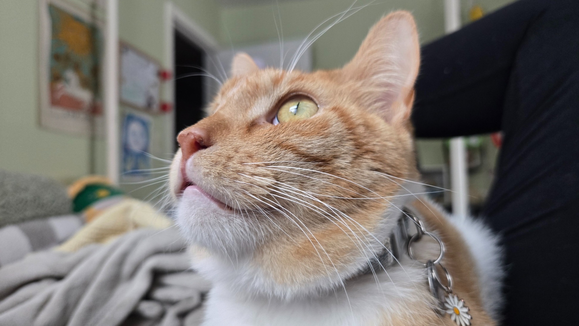 Support Cinnamon's Dental Surgery campaign photo, 6 of 7