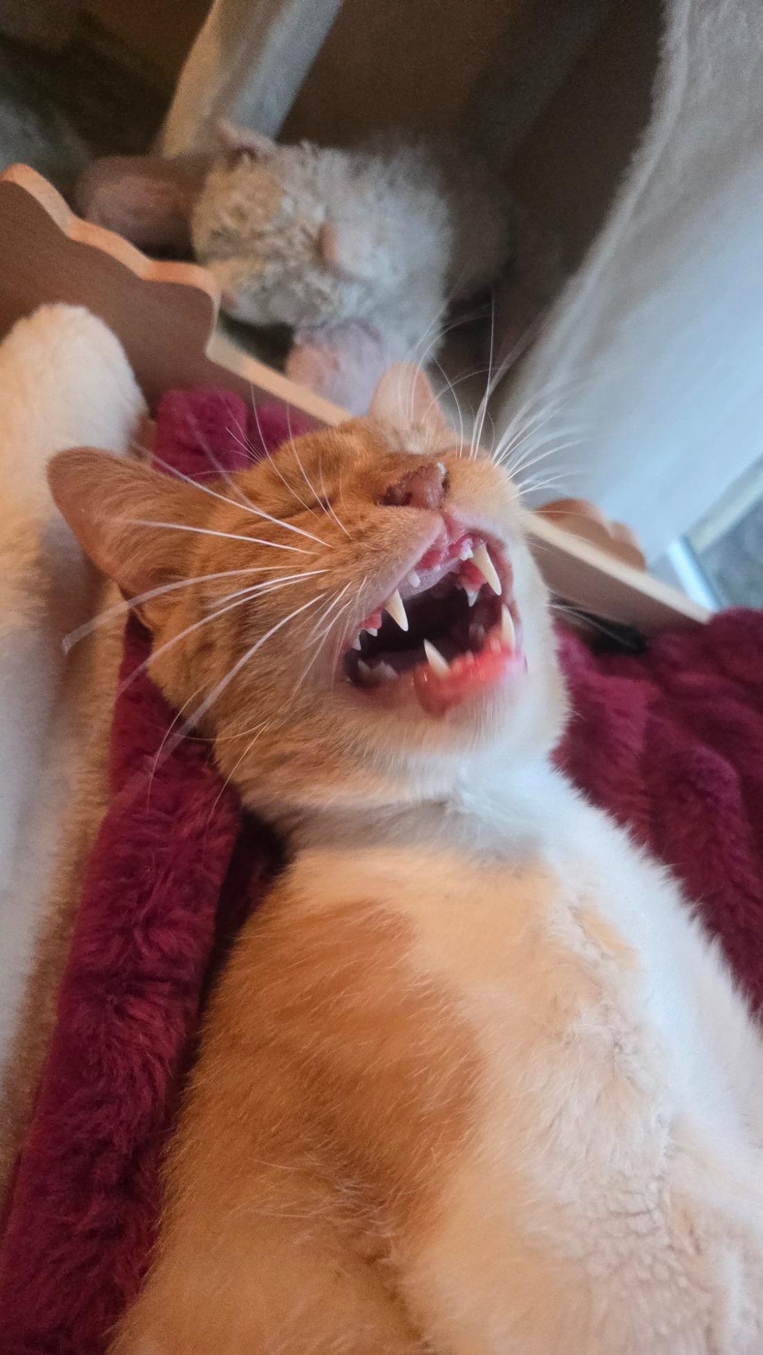 Support Cinnamon's Dental Surgery campaign photo, 2 of 7
