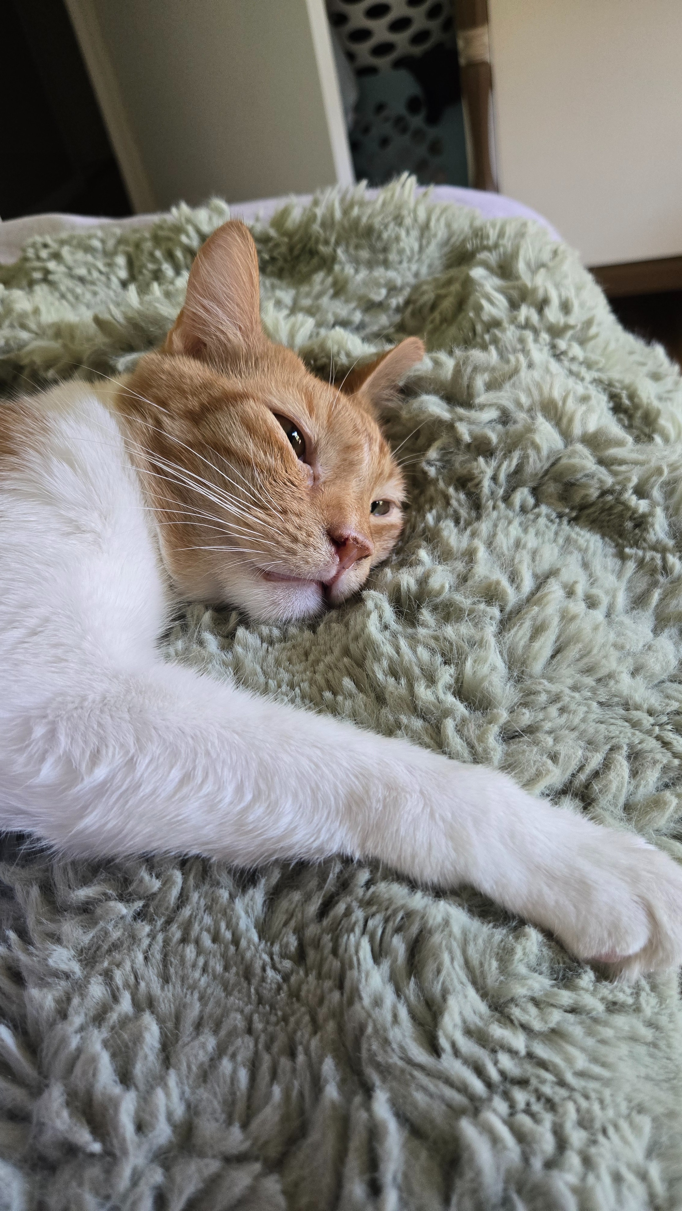Support Cinnamon's Dental Surgery campaign photo, 5 of 7