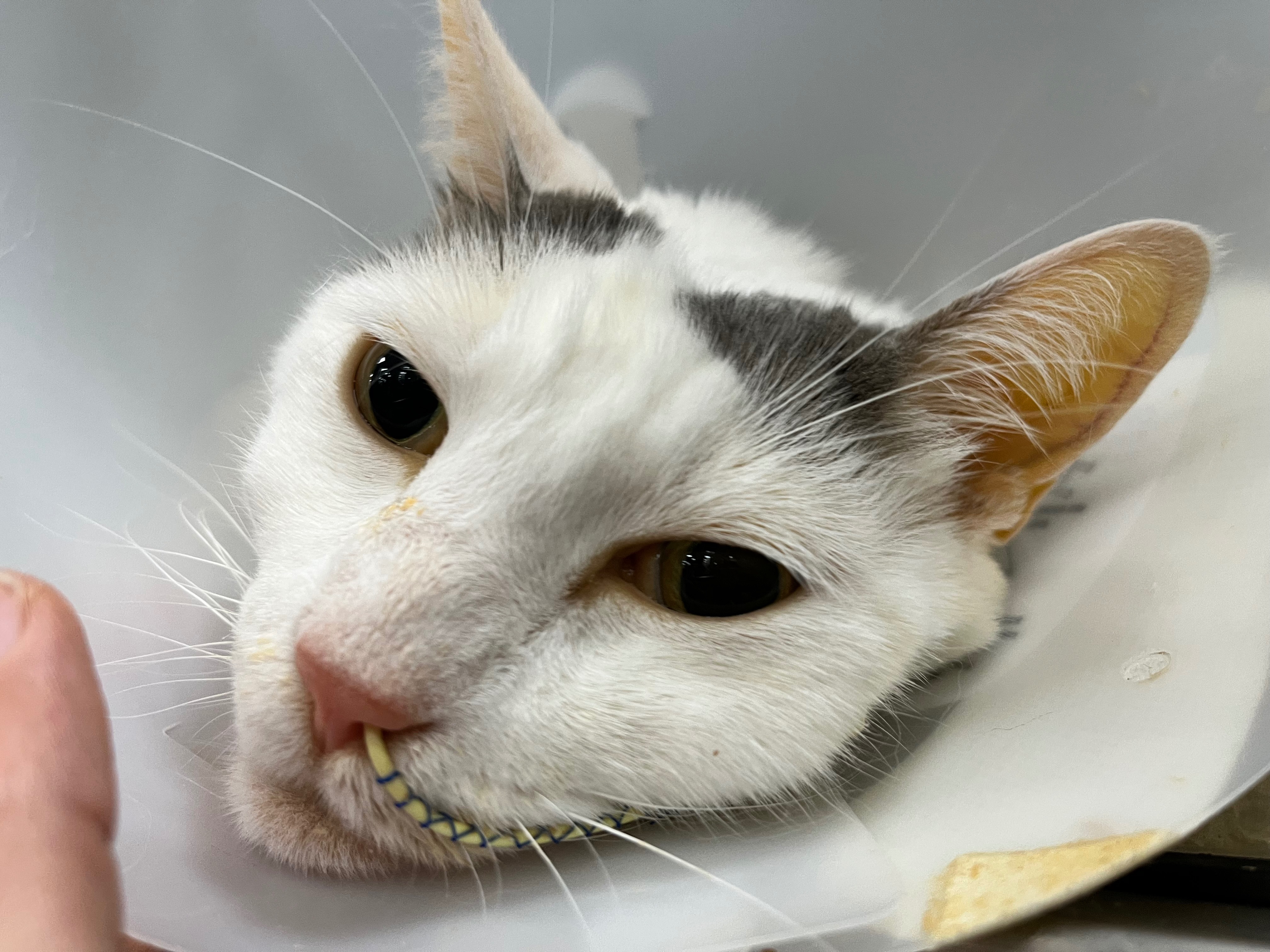 Gordo’s surgery and treatment campaign photo, 2 of 8
