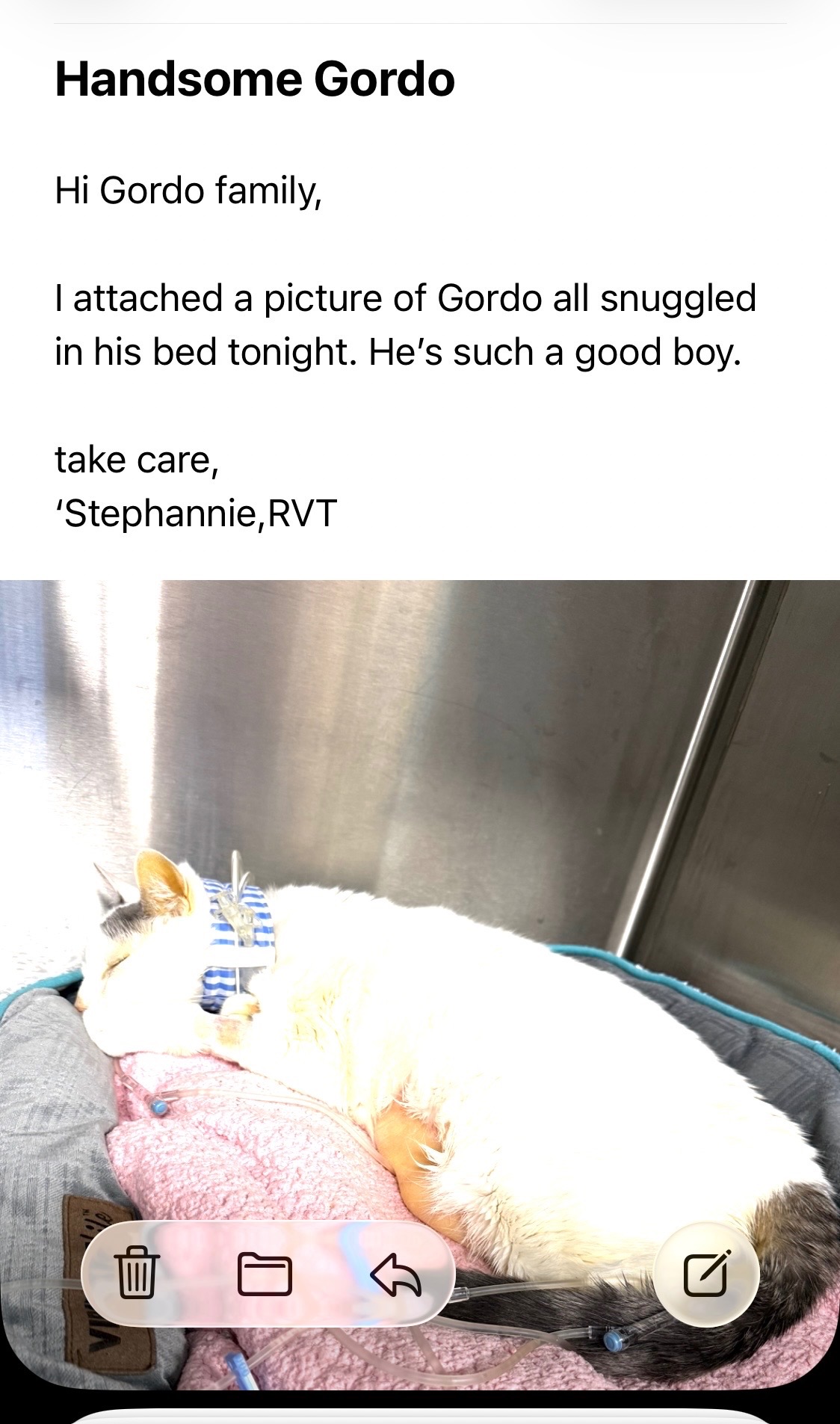 Gordo’s surgery and treatment campaign photo, 5 of 8