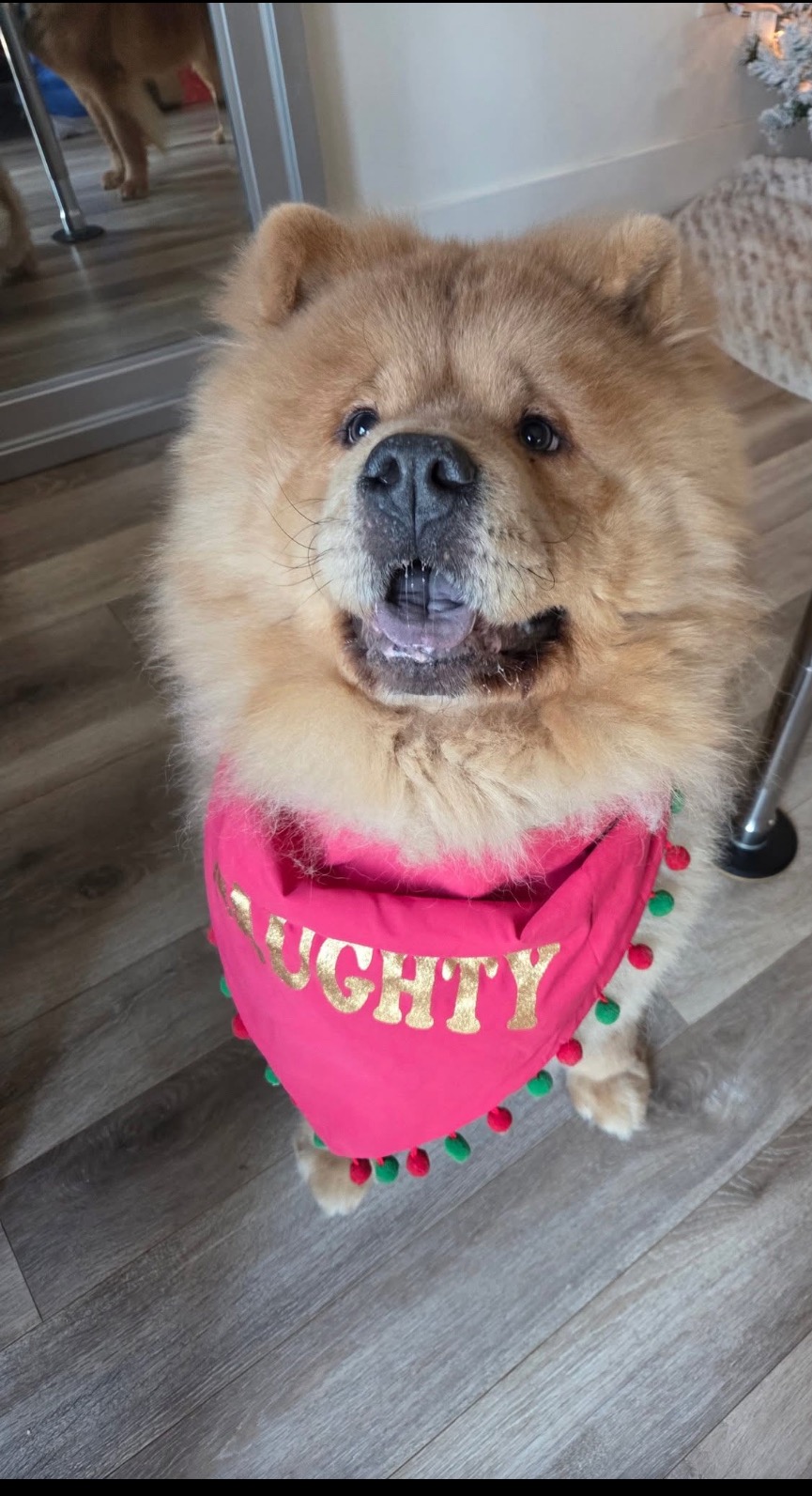 Help Yogi’s leg surgery campaign photo, 6 of 7