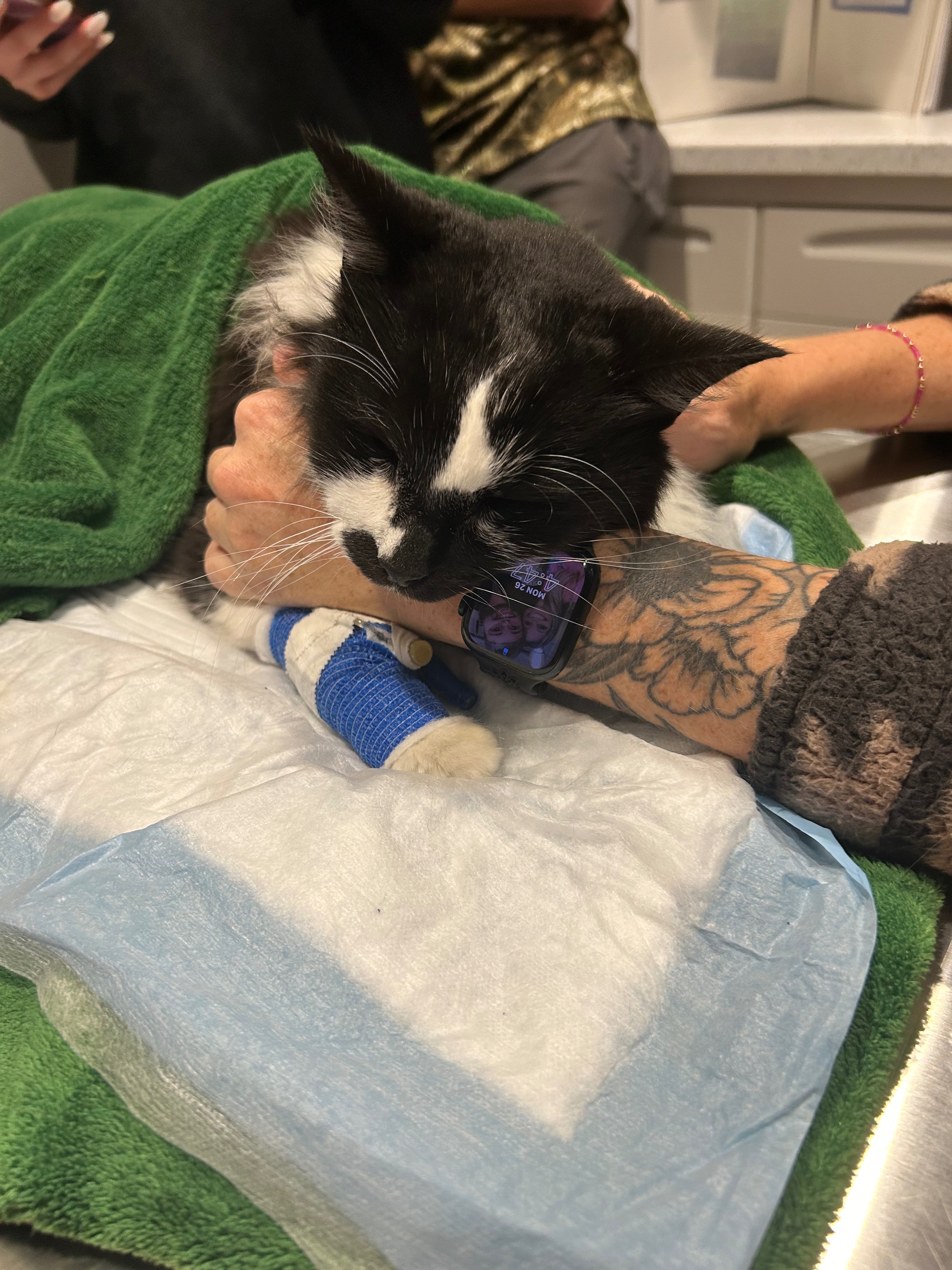 Support Scooter’s Emergency Vet Care campaign photo, 6 of 7