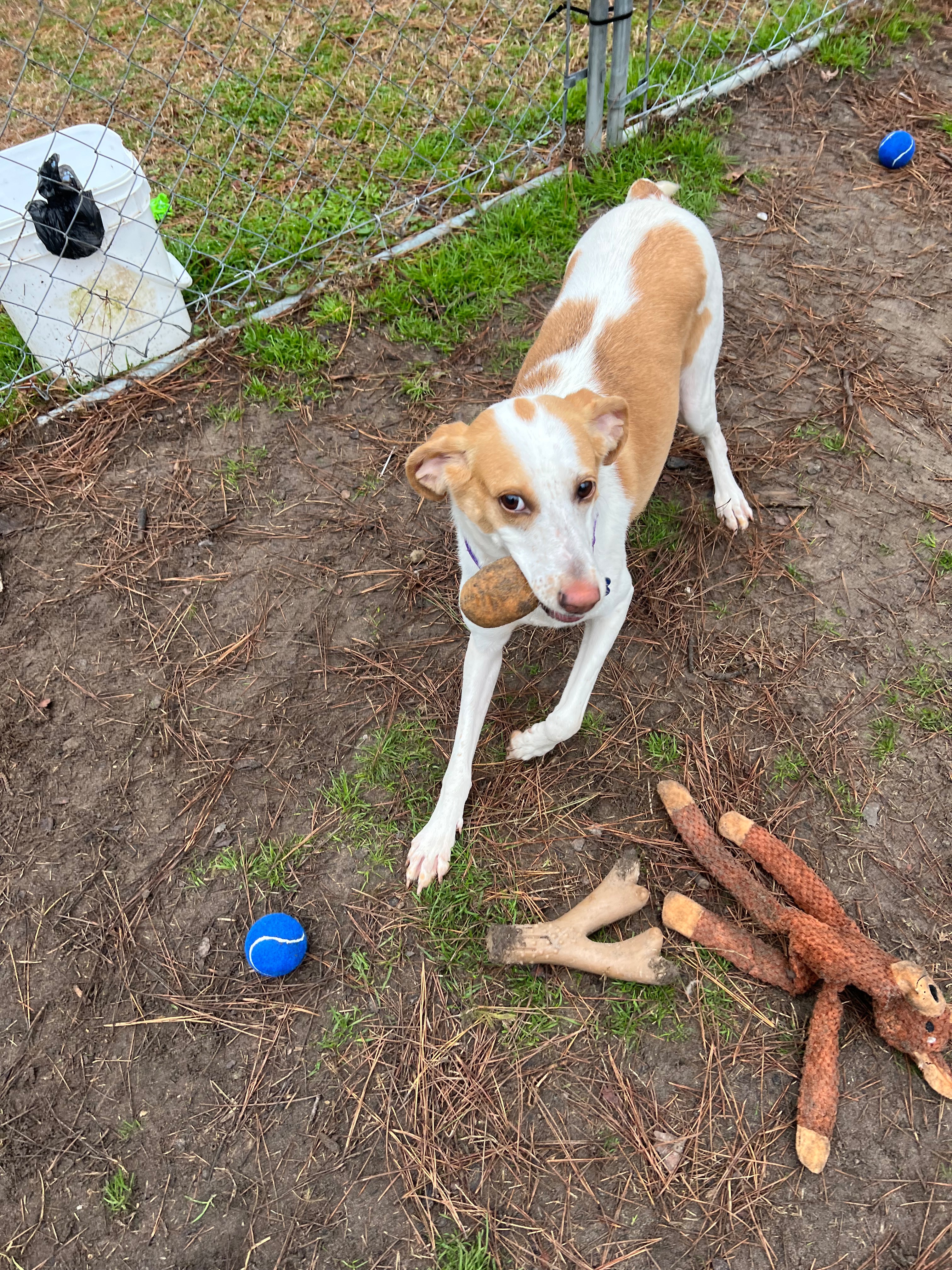 Help Trixie Get Her Heartworm Treatment and Freedom Ride campaign photo, 2 of 4