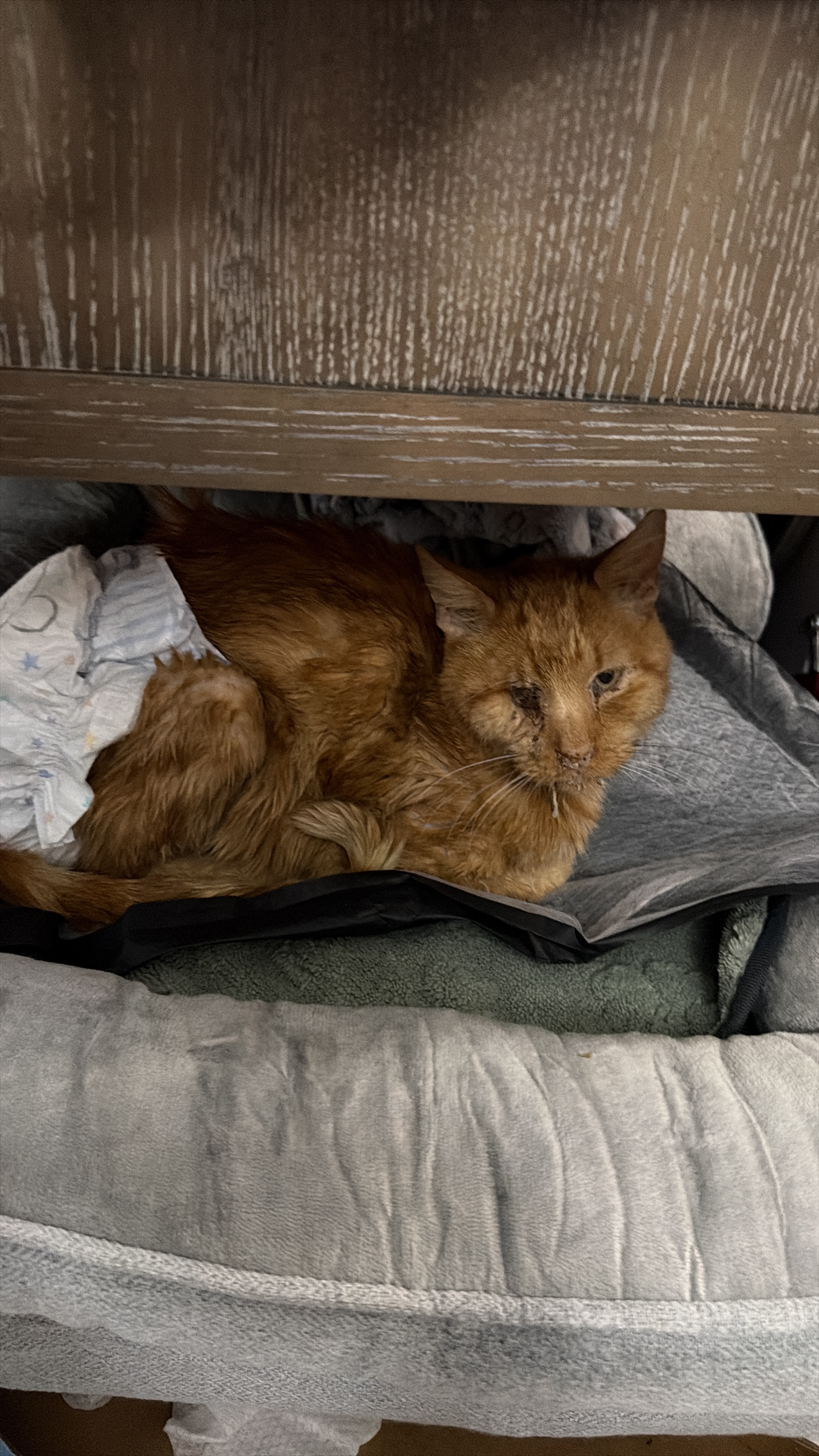 Help Orange Get the Medical Care He Deserves campaign photo, 6 of 6