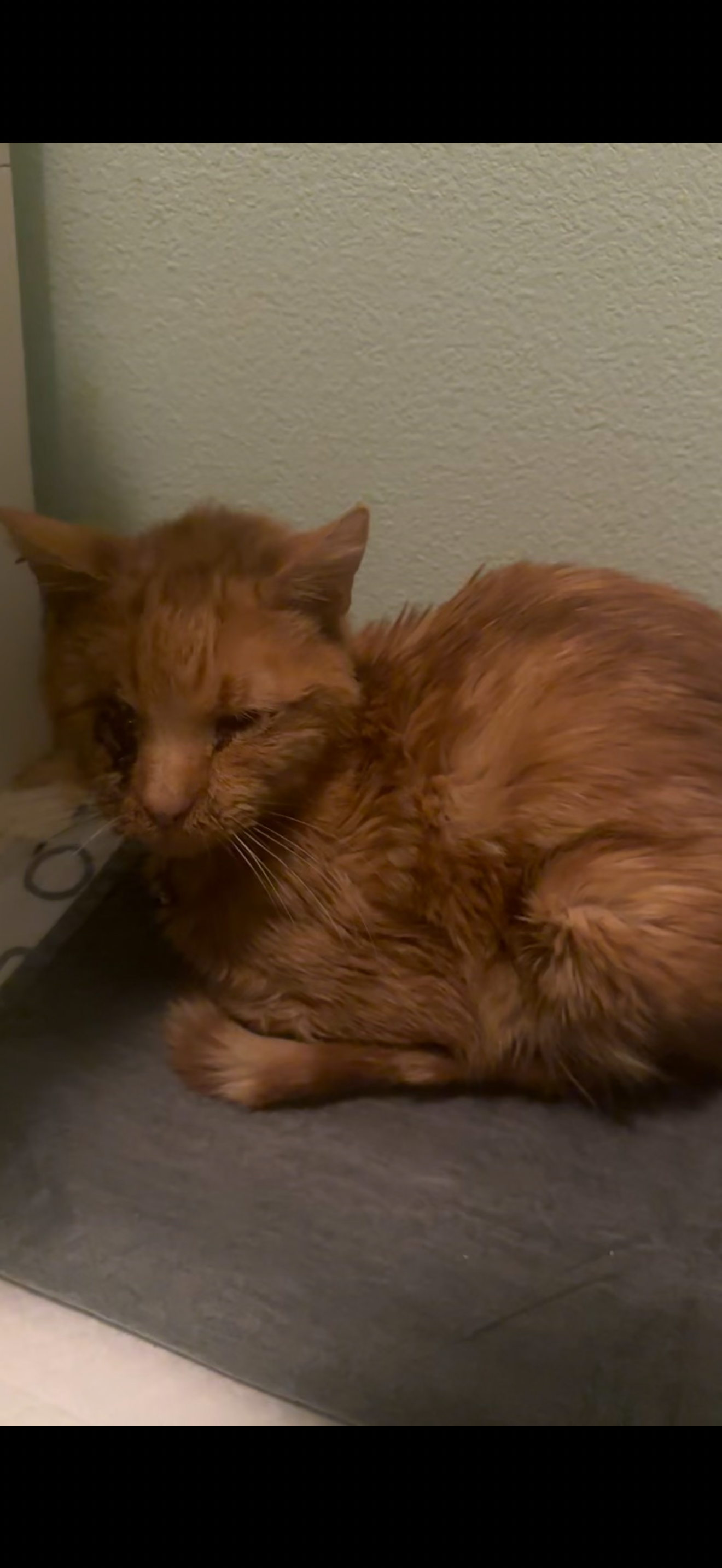 Help Orange Get the Medical Care He Deserves campaign photo, 2 of 6
