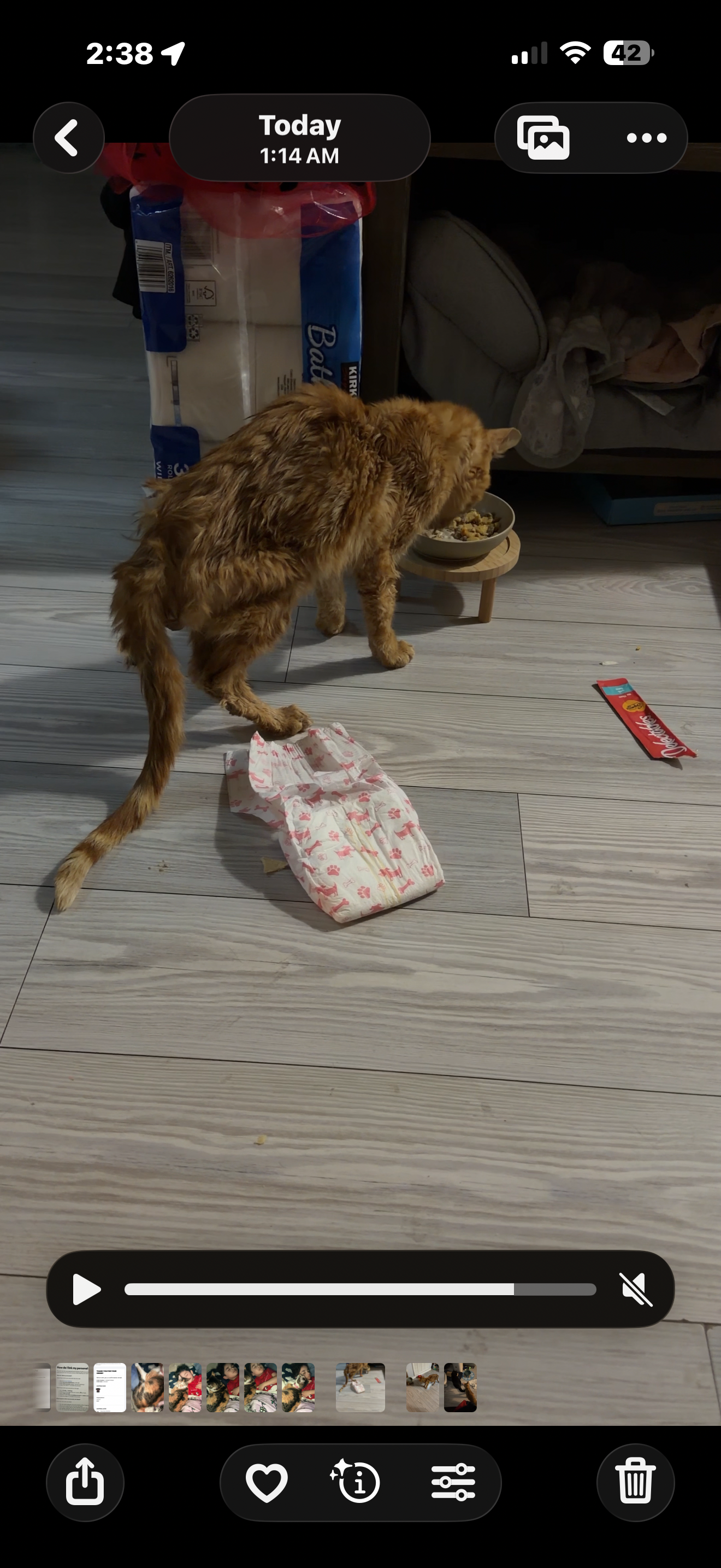 Help Orange Get the Medical Care He Deserves campaign photo, 5 of 6