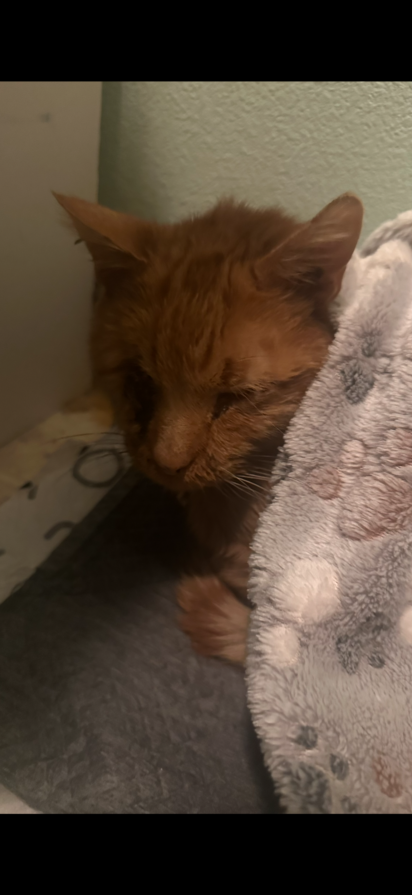 Help Orange Get the Medical Care He Deserves campaign photo, 4 of 6