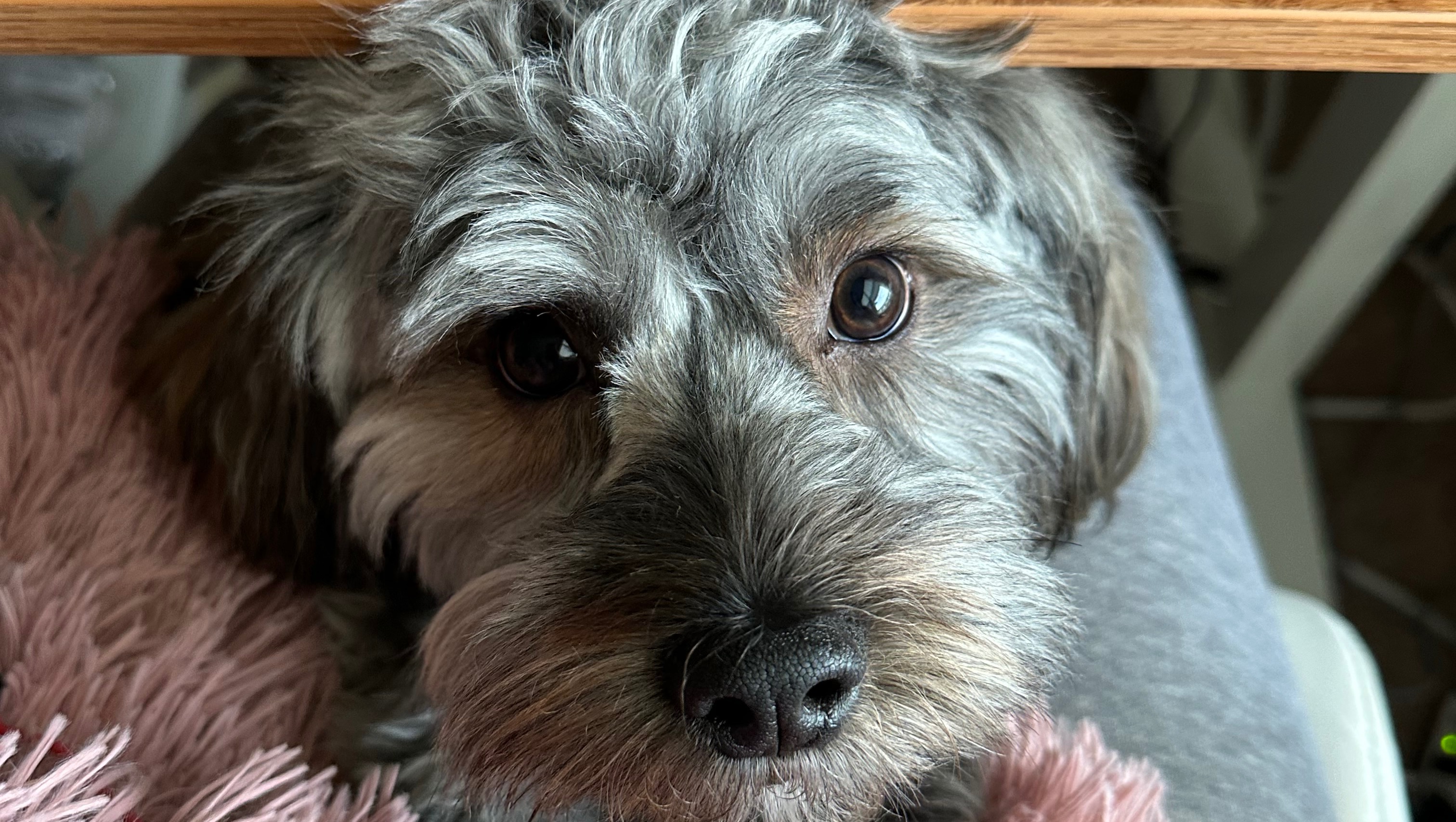 Fundraiser by Gabrielle Hardy : Help Giuseppe Recover from Dog