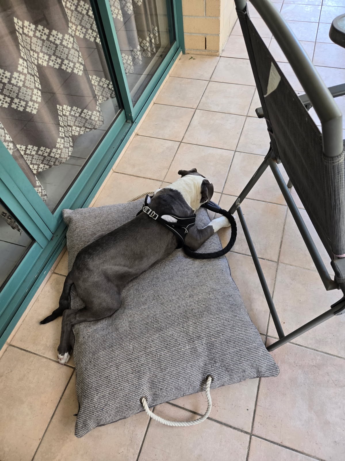 Abused puppy requires surgery campaign photo, 6 of 7