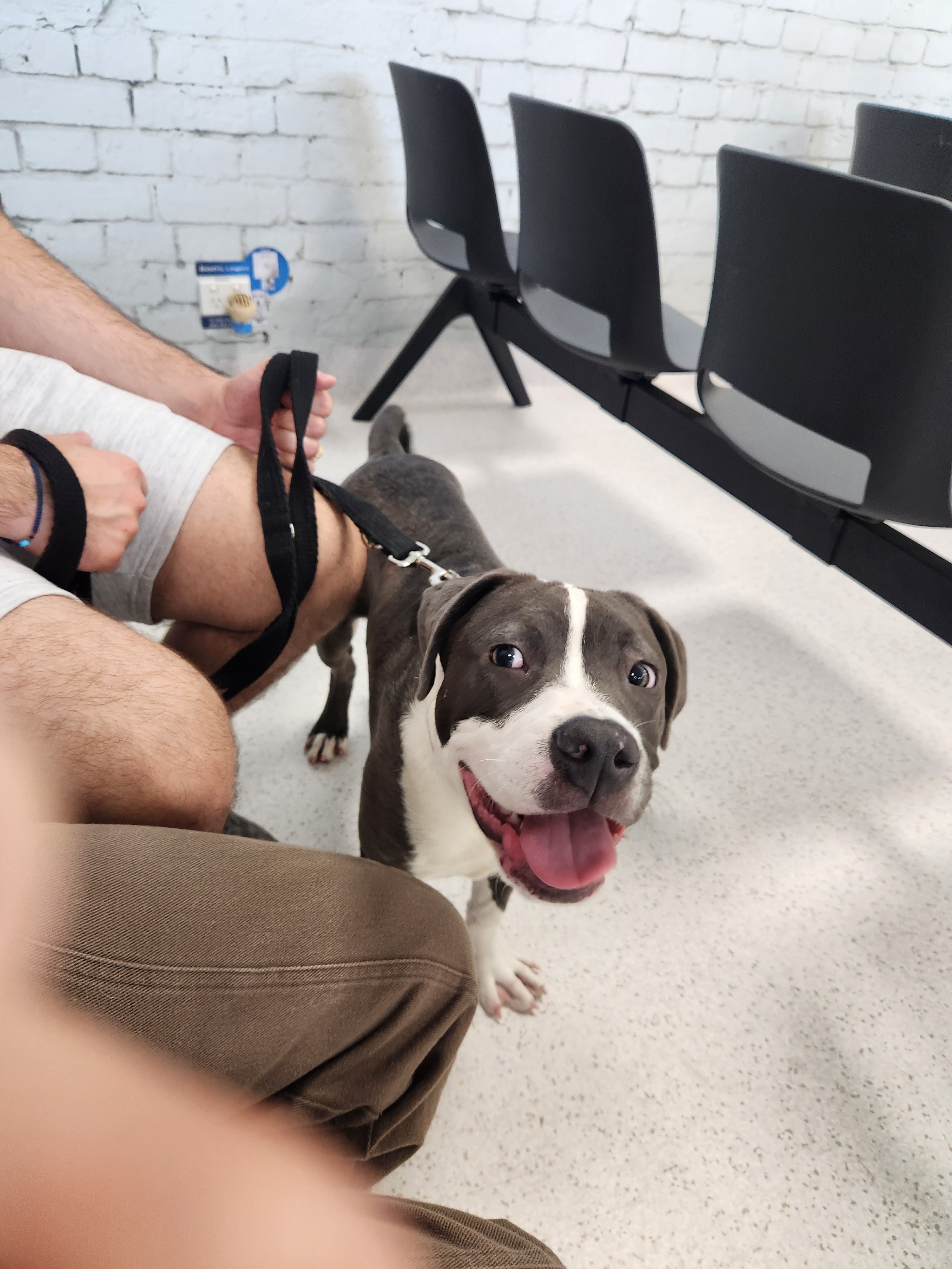Abused puppy requires surgery campaign photo, 2 of 7