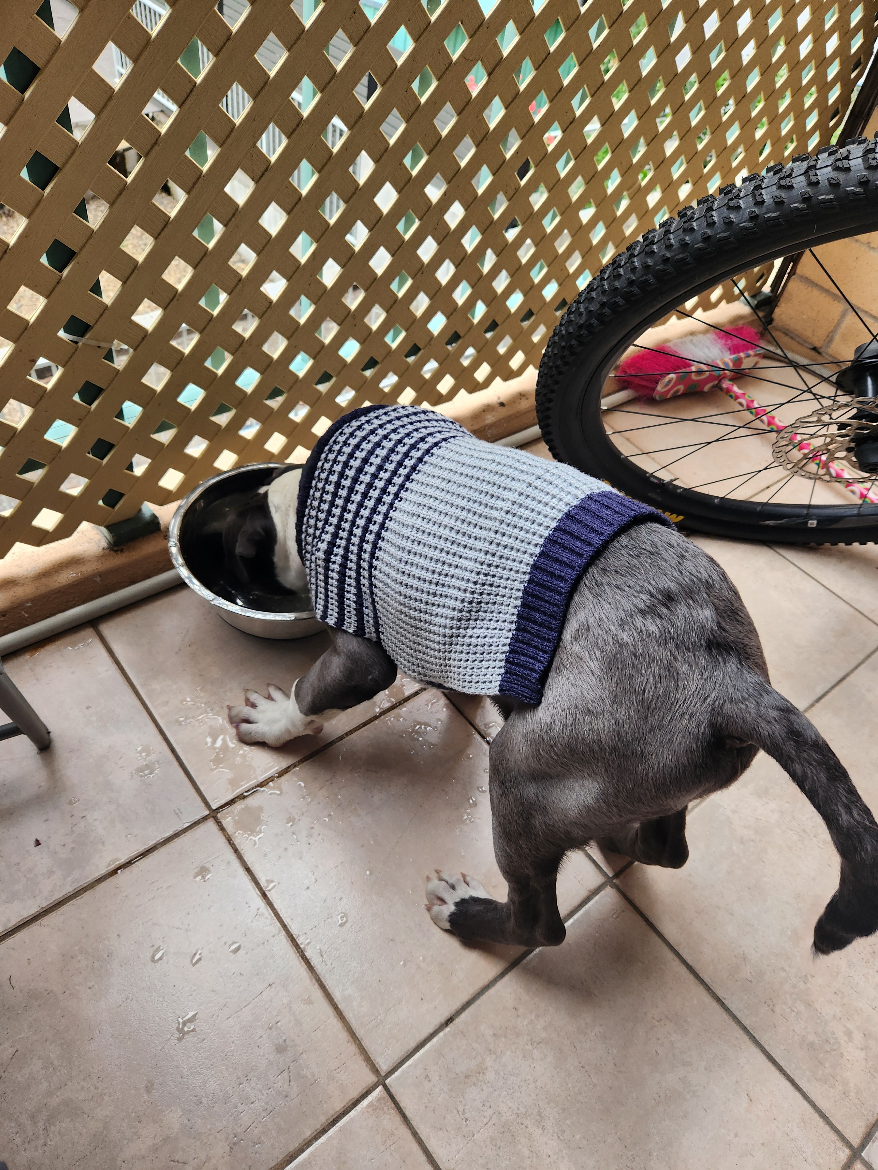 Abused puppy requires surgery campaign photo, 4 of 7