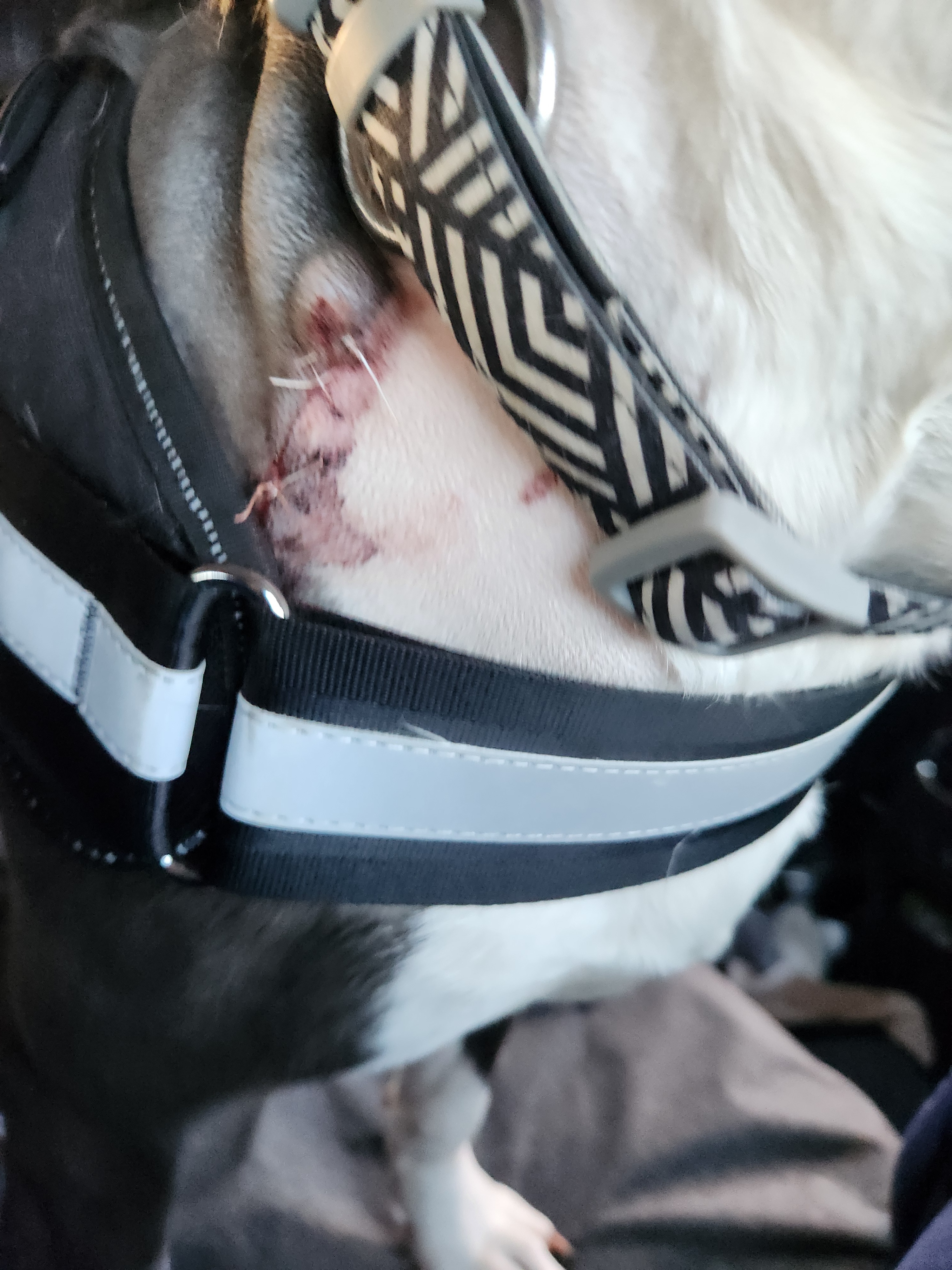 Abused puppy requires surgery campaign photo, 5 of 7