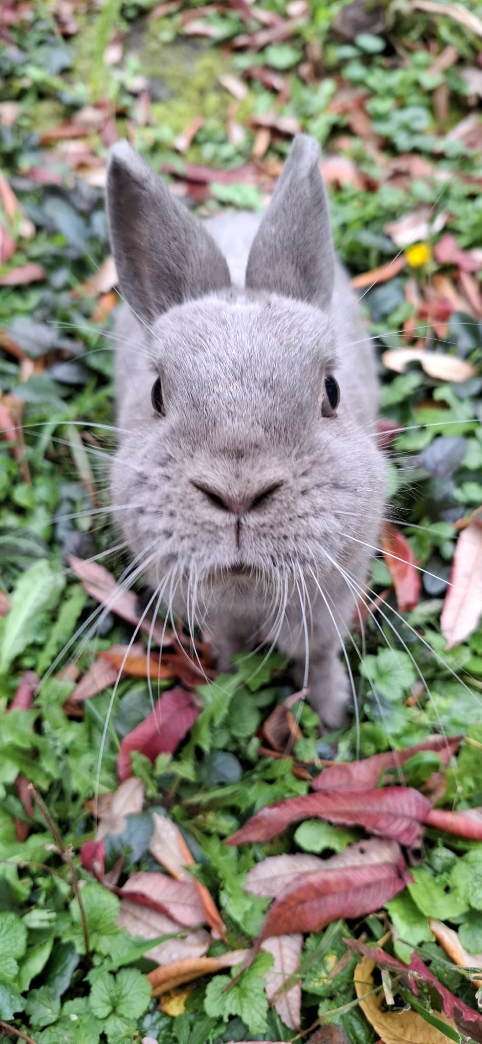Kaninchen aus dem Tierschutz - Spenden für Kastrationen campaign photo, 2 of 8