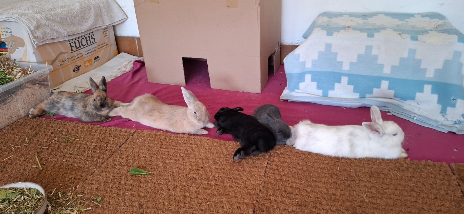 Kaninchen aus dem Tierschutz - Spenden für Kastrationen campaign photo, 4 of 8