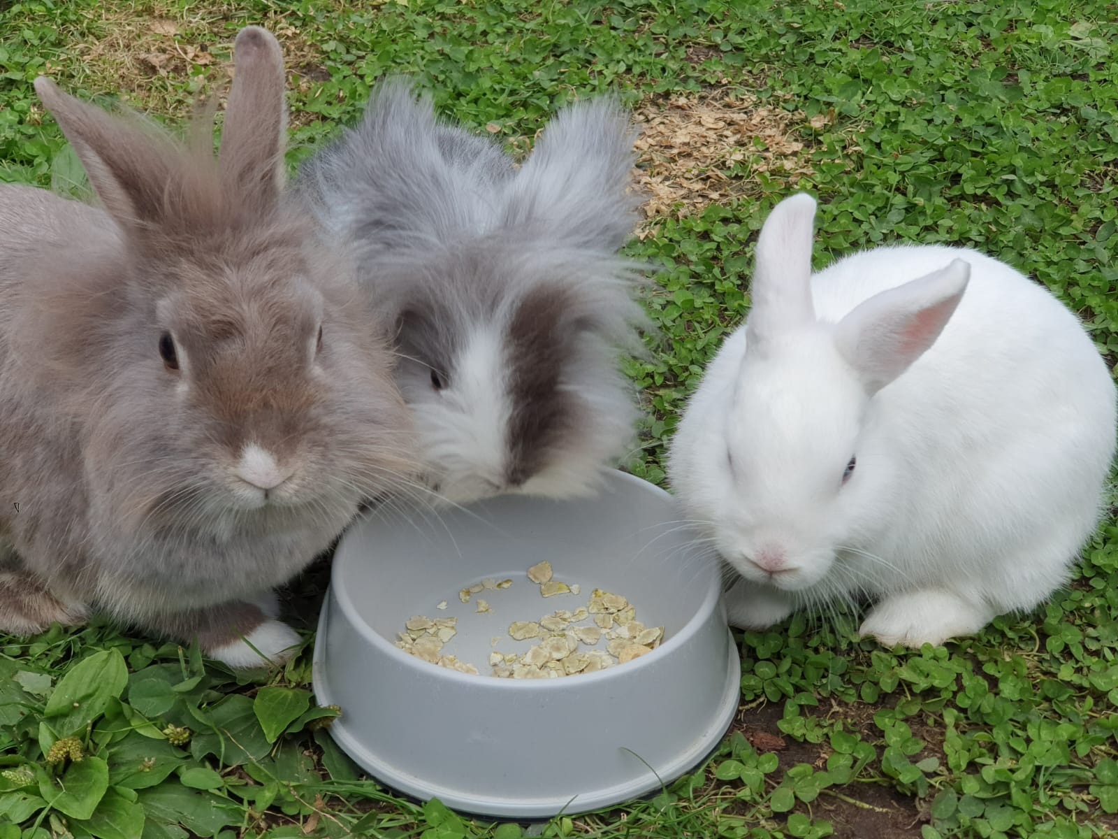 Kaninchen aus dem Tierschutz - Spenden für Kastrationen campaign photo, 6 of 8