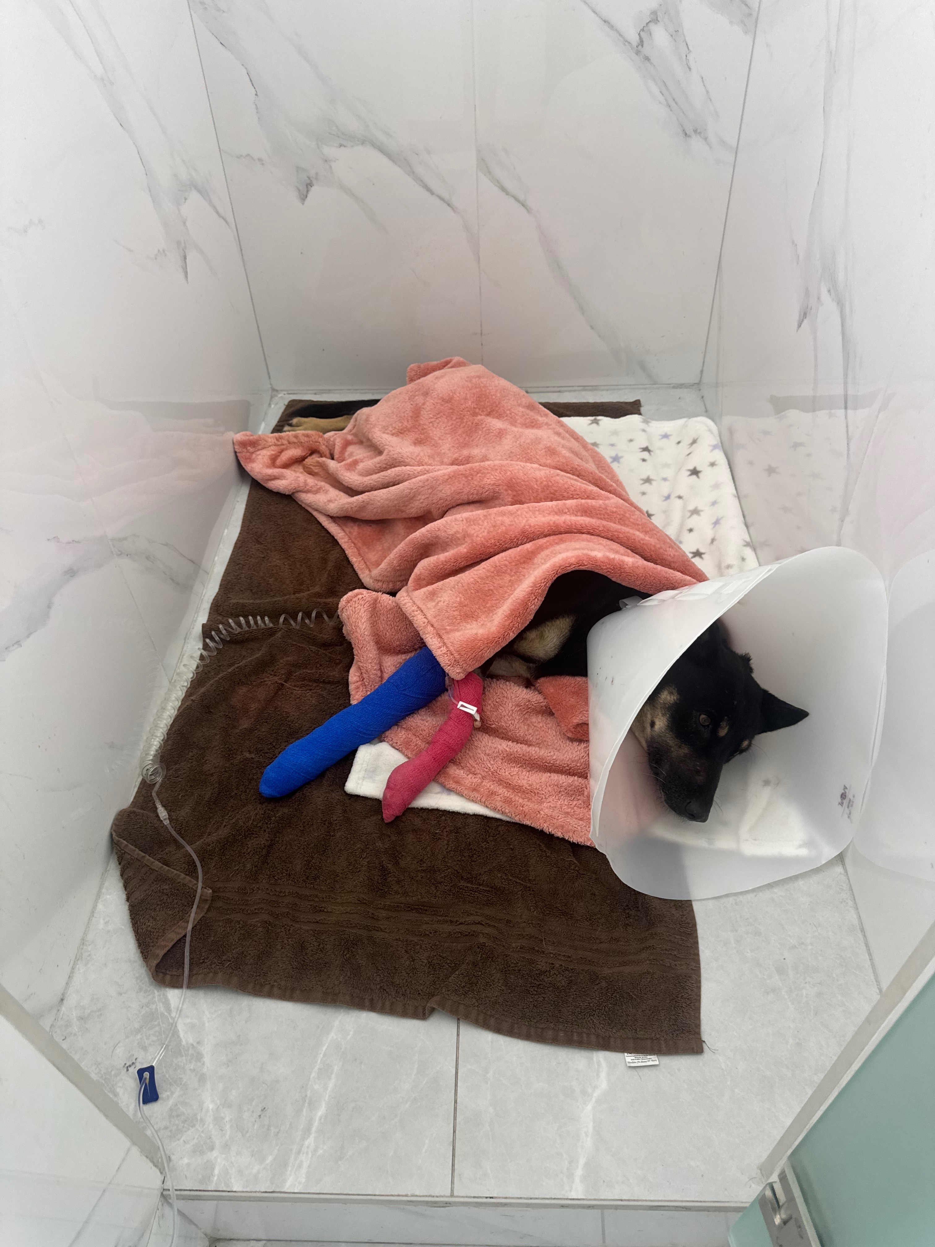 Bring Stormy Home: Fund Her Vet Care campaign photo, 4 of 5