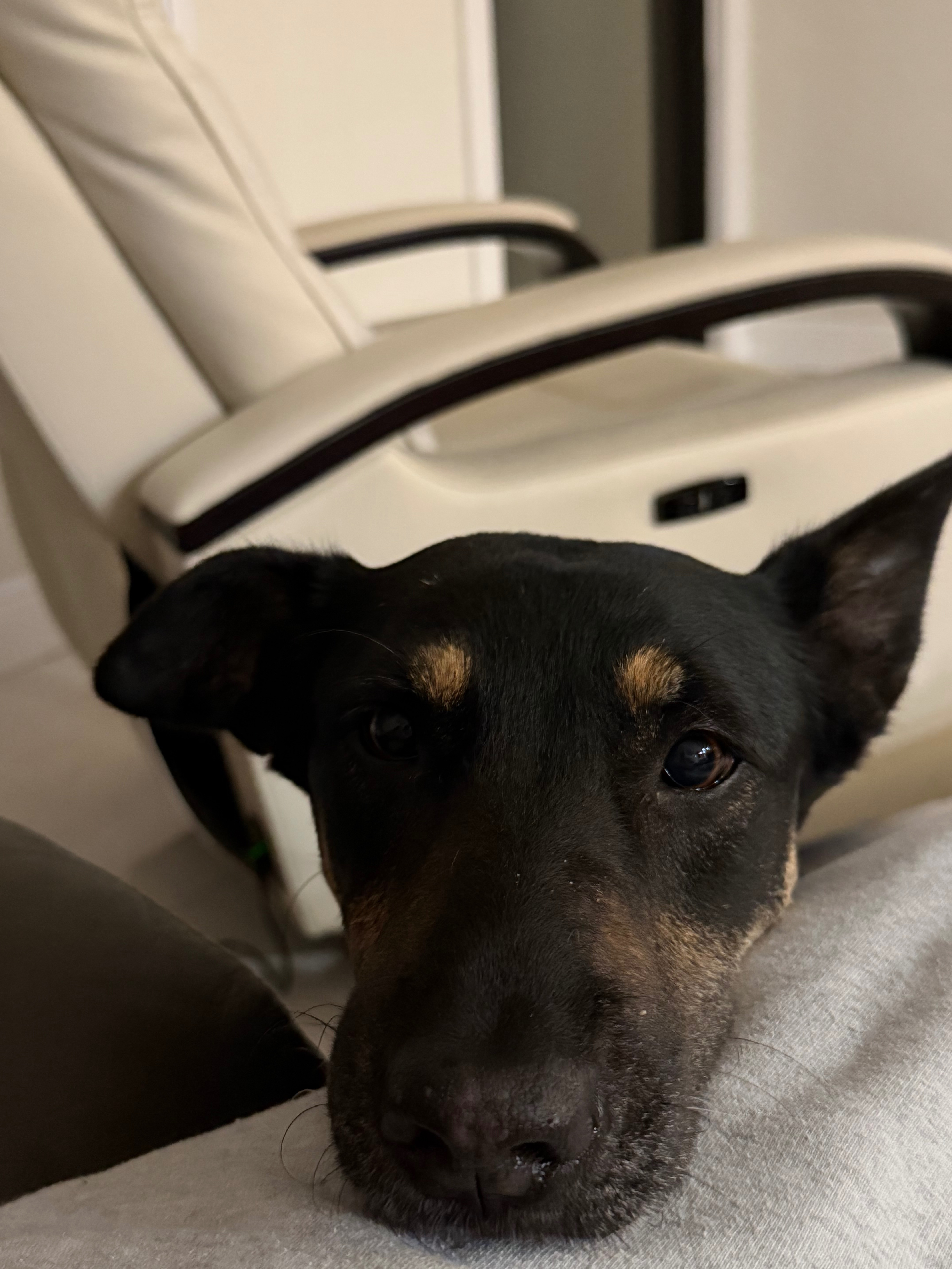 Bring Stormy Home: Fund Her Vet Care campaign photo, 2 of 5
