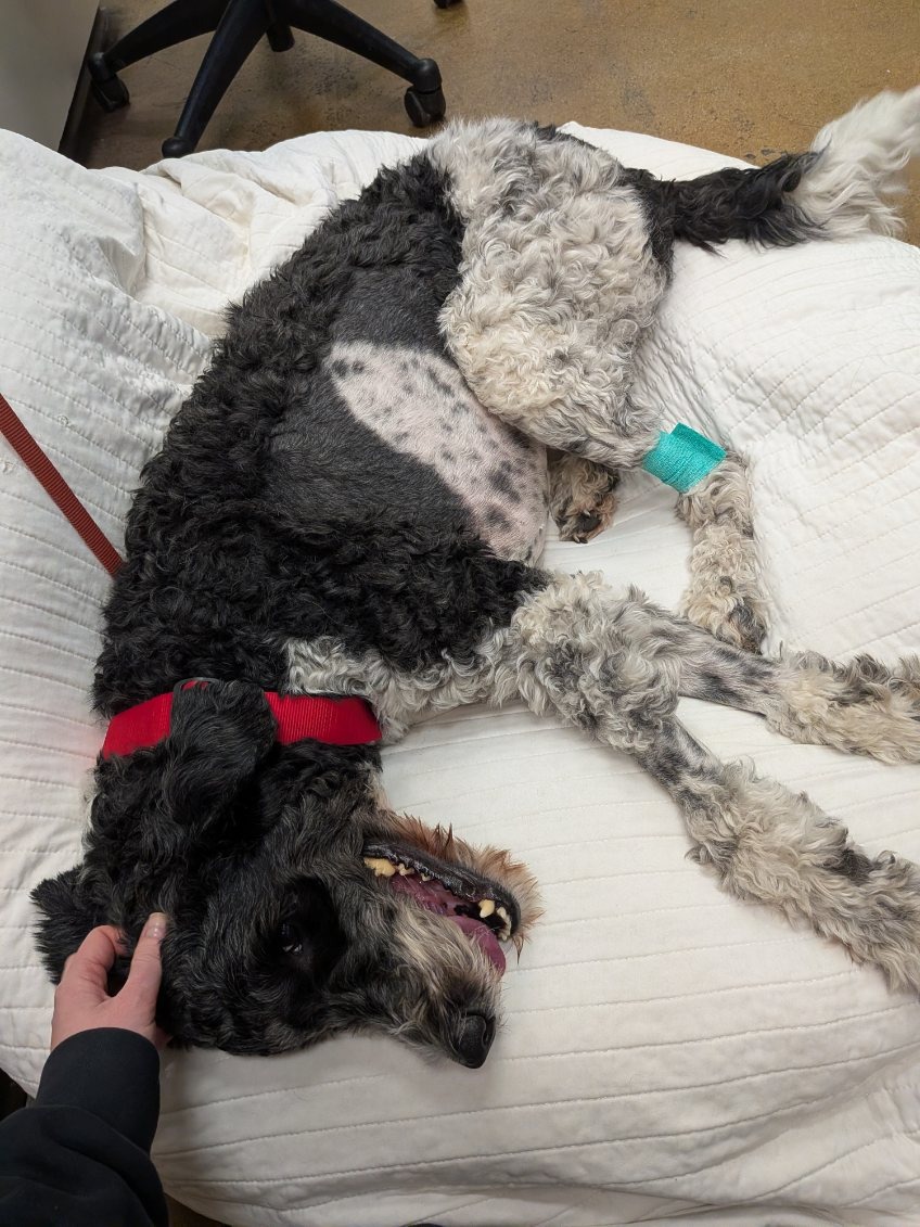 Help Desmo Recover: Emergency Surgery & Care campaign photo, 4 of 8