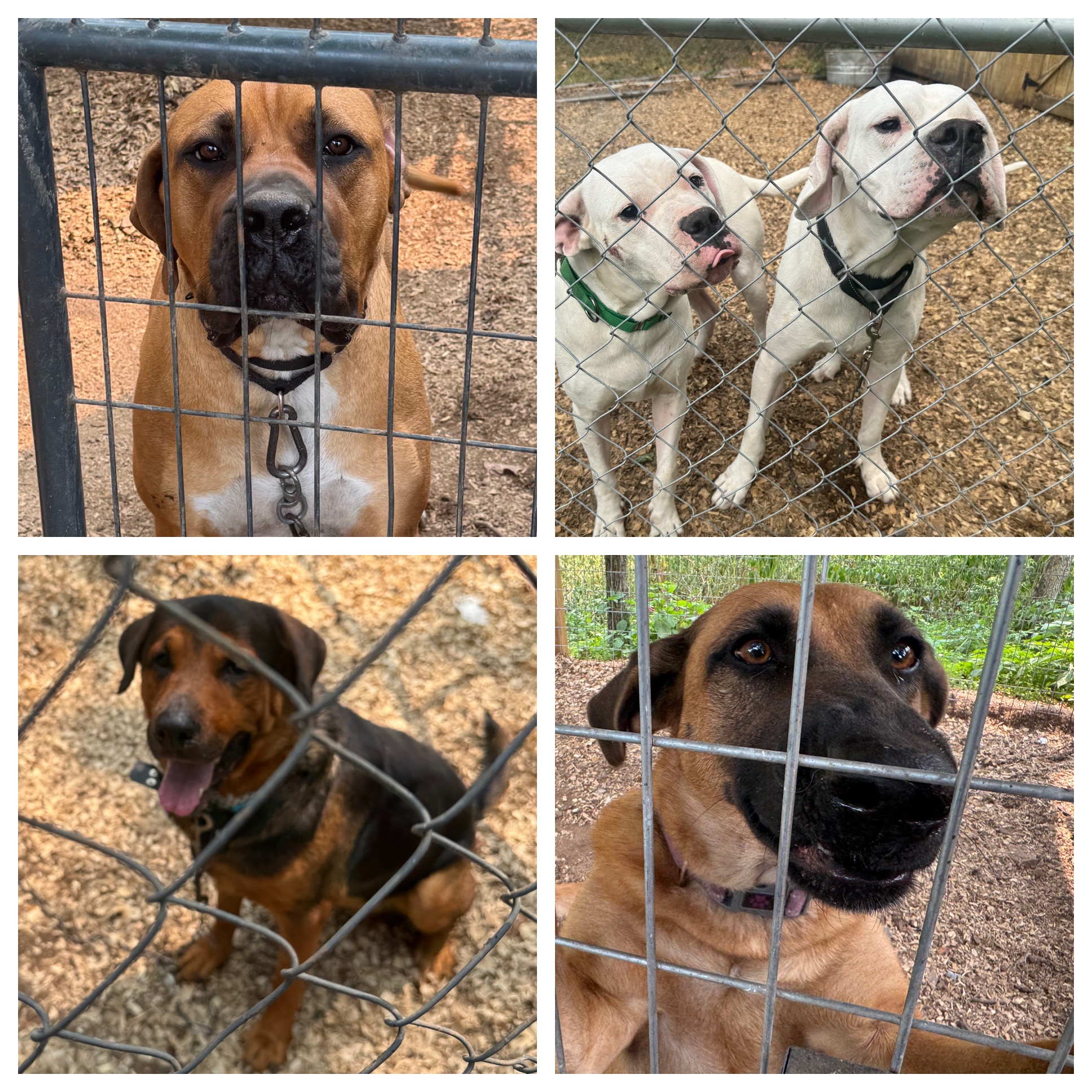 Urgent Help needed for Happy Go Lucky Dog Rescue campaign photo, 7 of 8