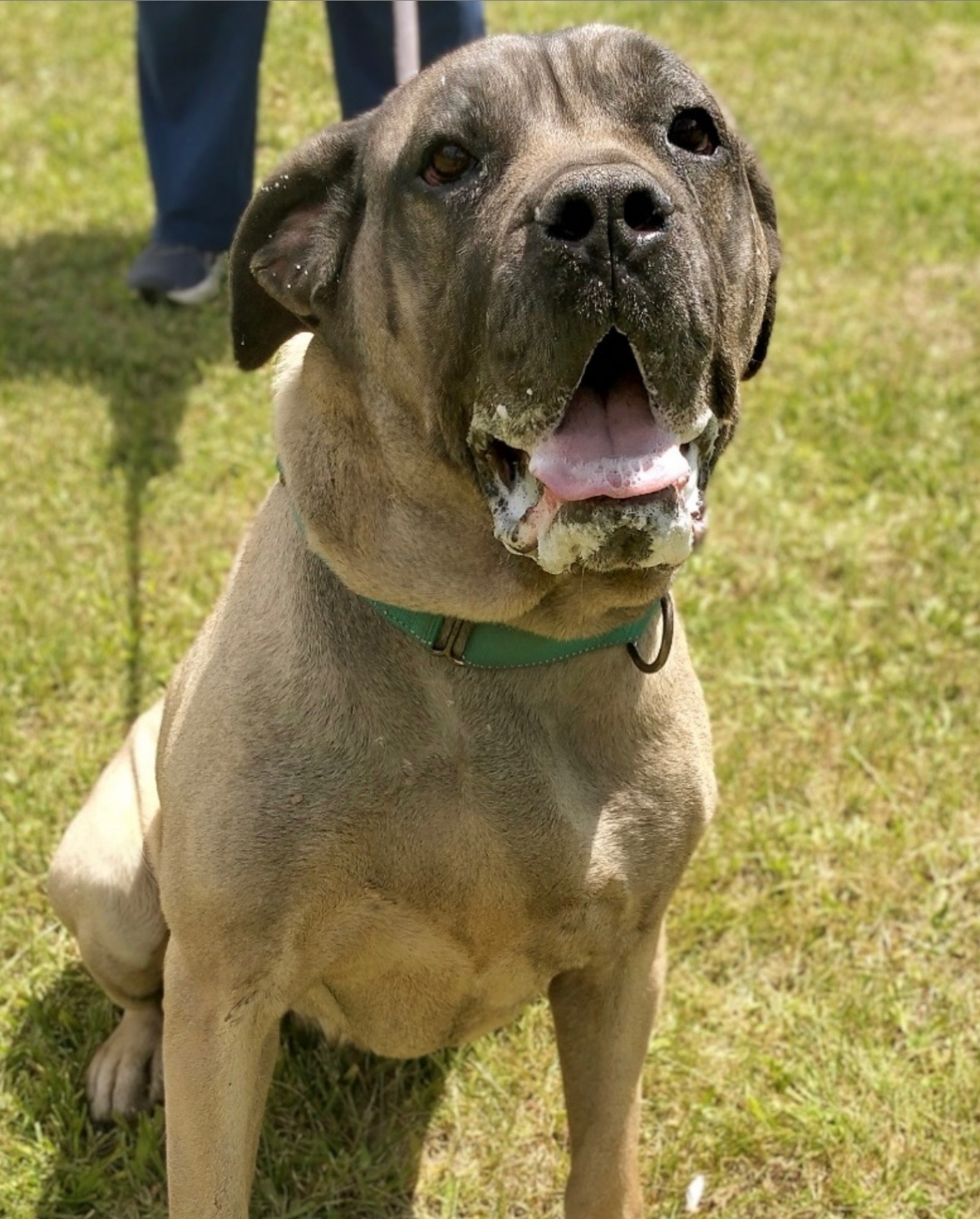 Urgent Help needed for Happy Go Lucky Dog Rescue campaign photo, 2 of 8