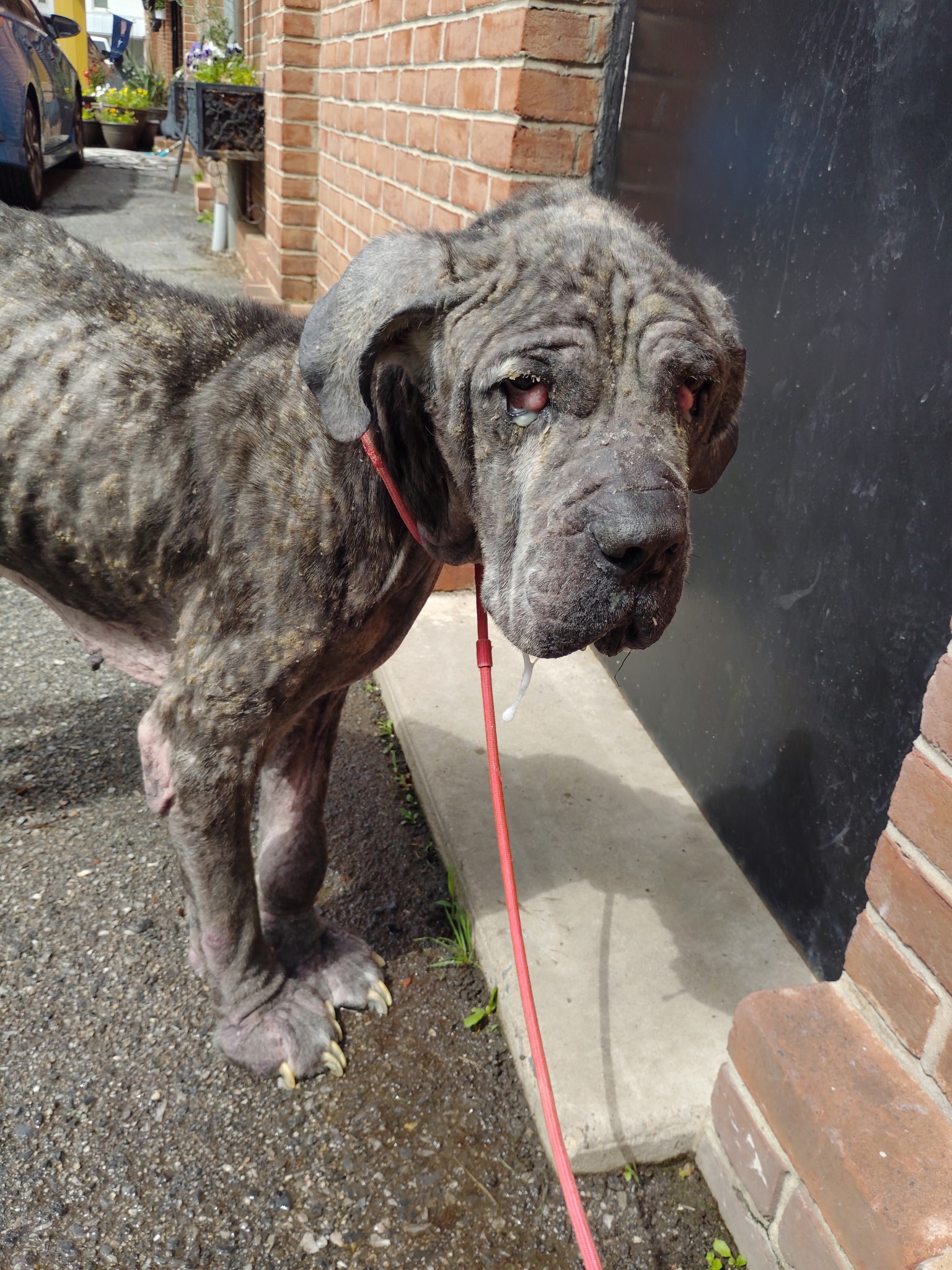 Urgent Help needed for Happy Go Lucky Dog Rescue campaign photo, 4 of 8