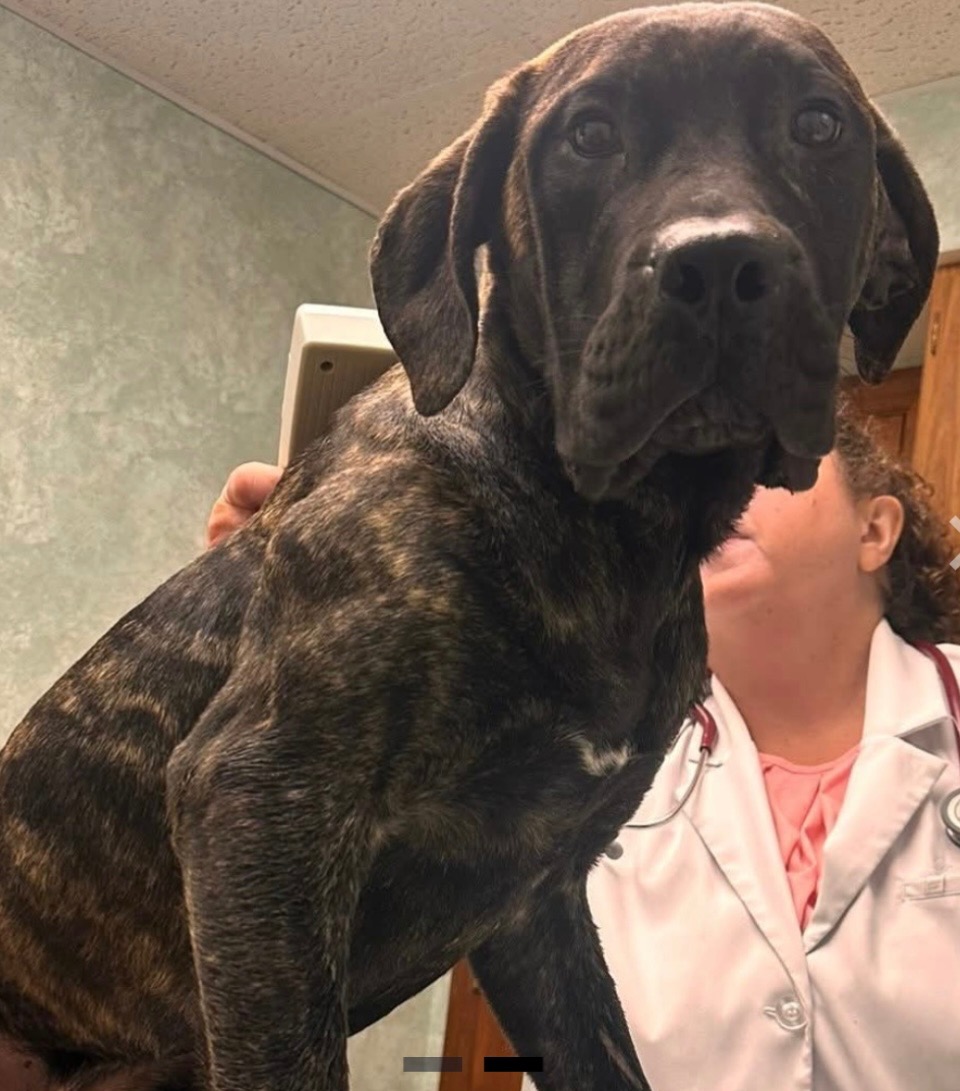 Urgent Help needed for Happy Go Lucky Dog Rescue campaign photo, 5 of 8