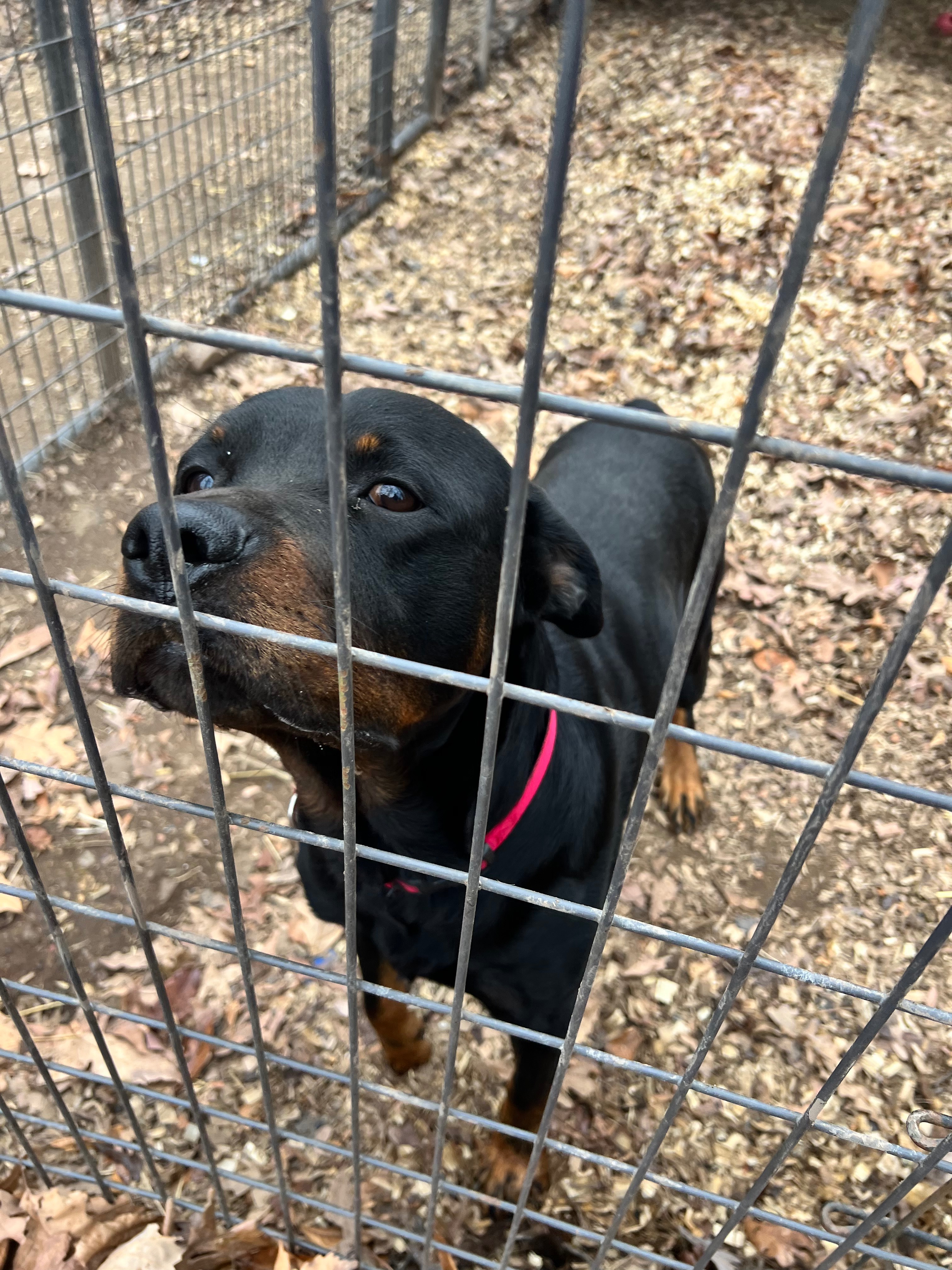 Urgent Help needed for Happy Go Lucky Dog Rescue campaign photo, 6 of 8