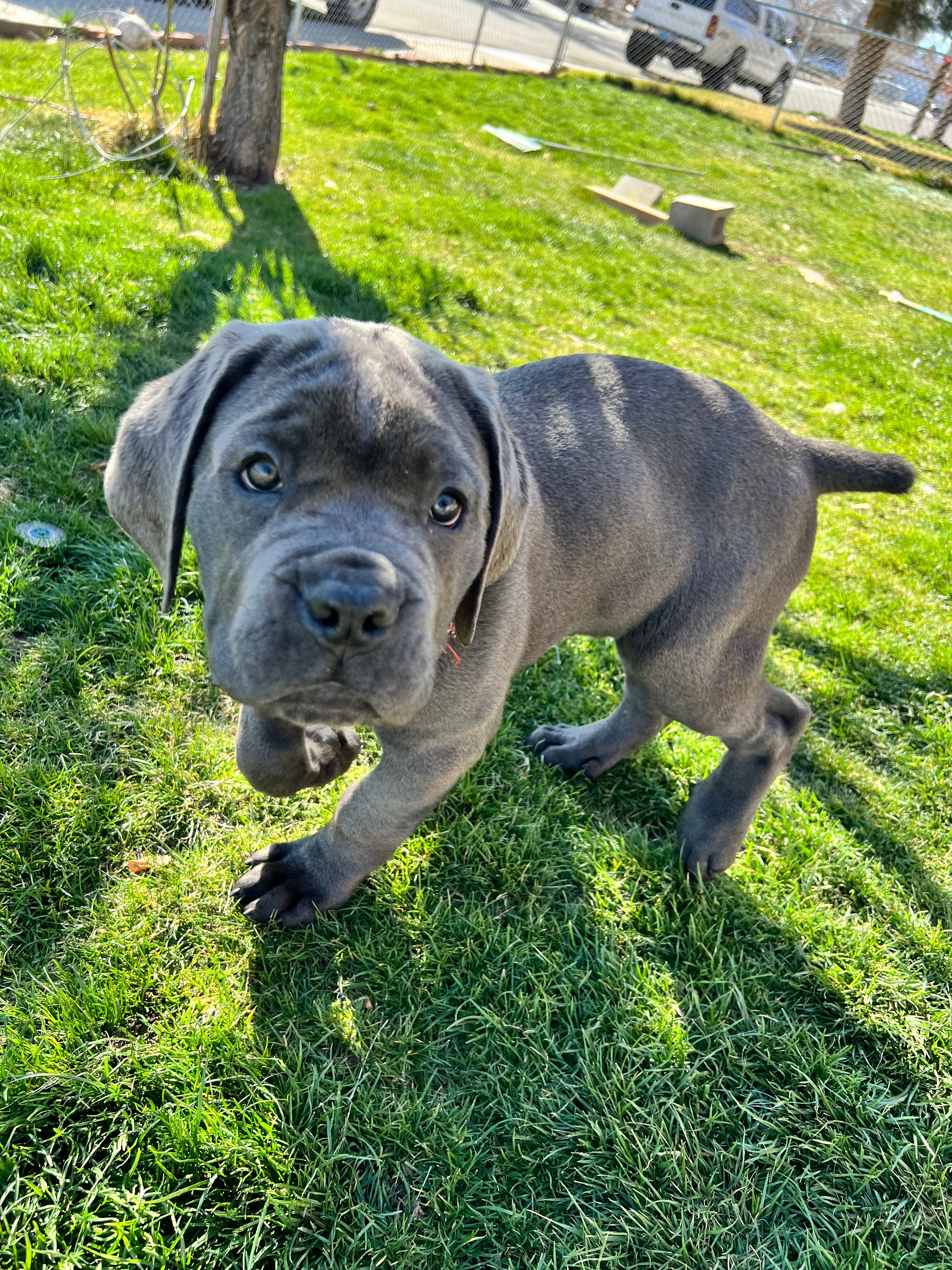 Help Save Bullet’s Life with Emergency Surgery campaign photo, 7 of 8