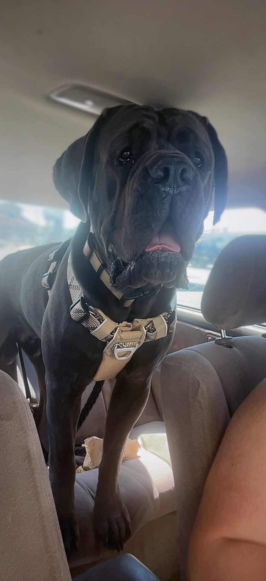Help Save Bullet’s Life with Emergency Surgery campaign photo, 2 of 8