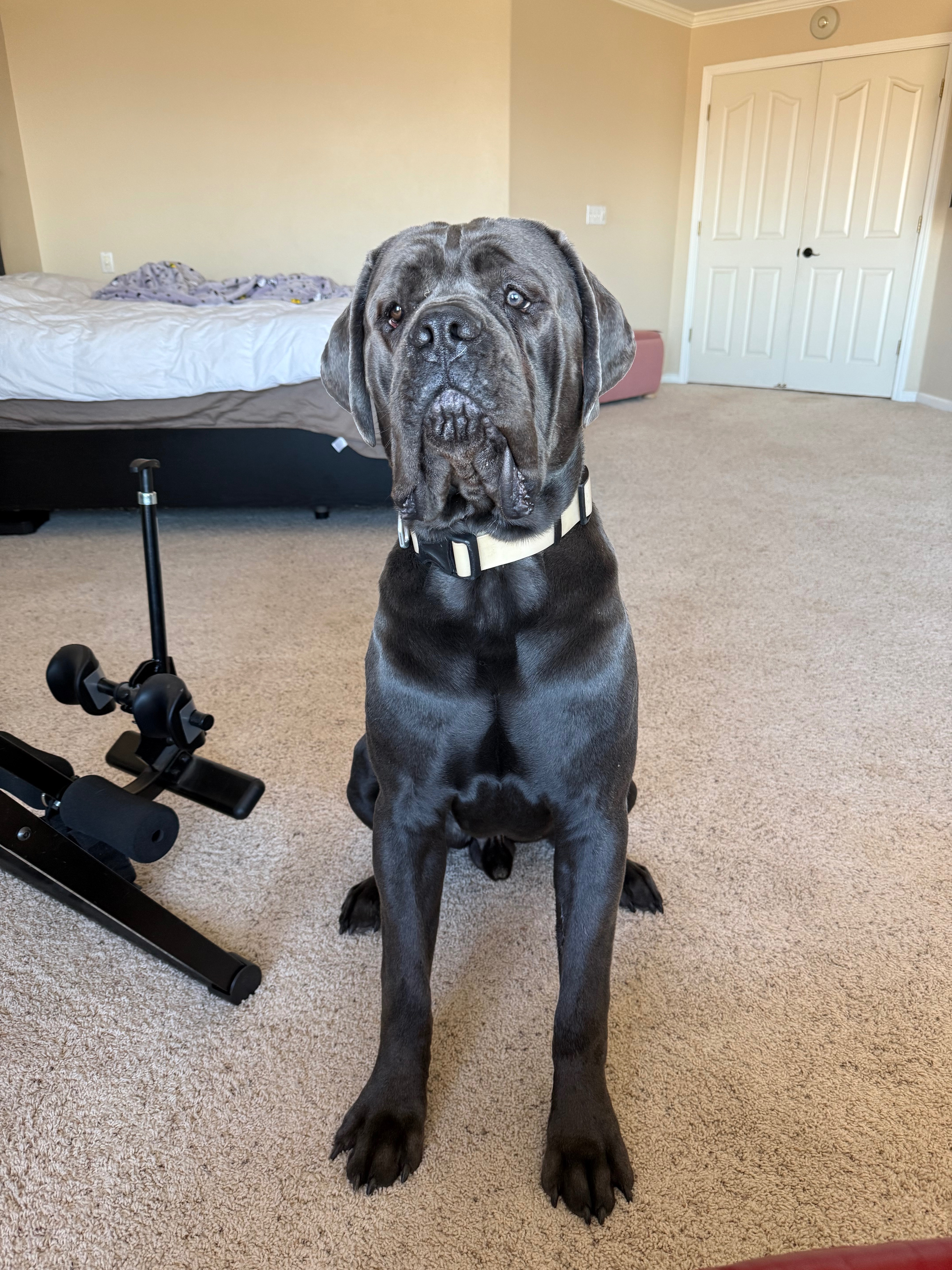 Help Save Bullet’s Life with Emergency Surgery campaign photo, 6 of 8