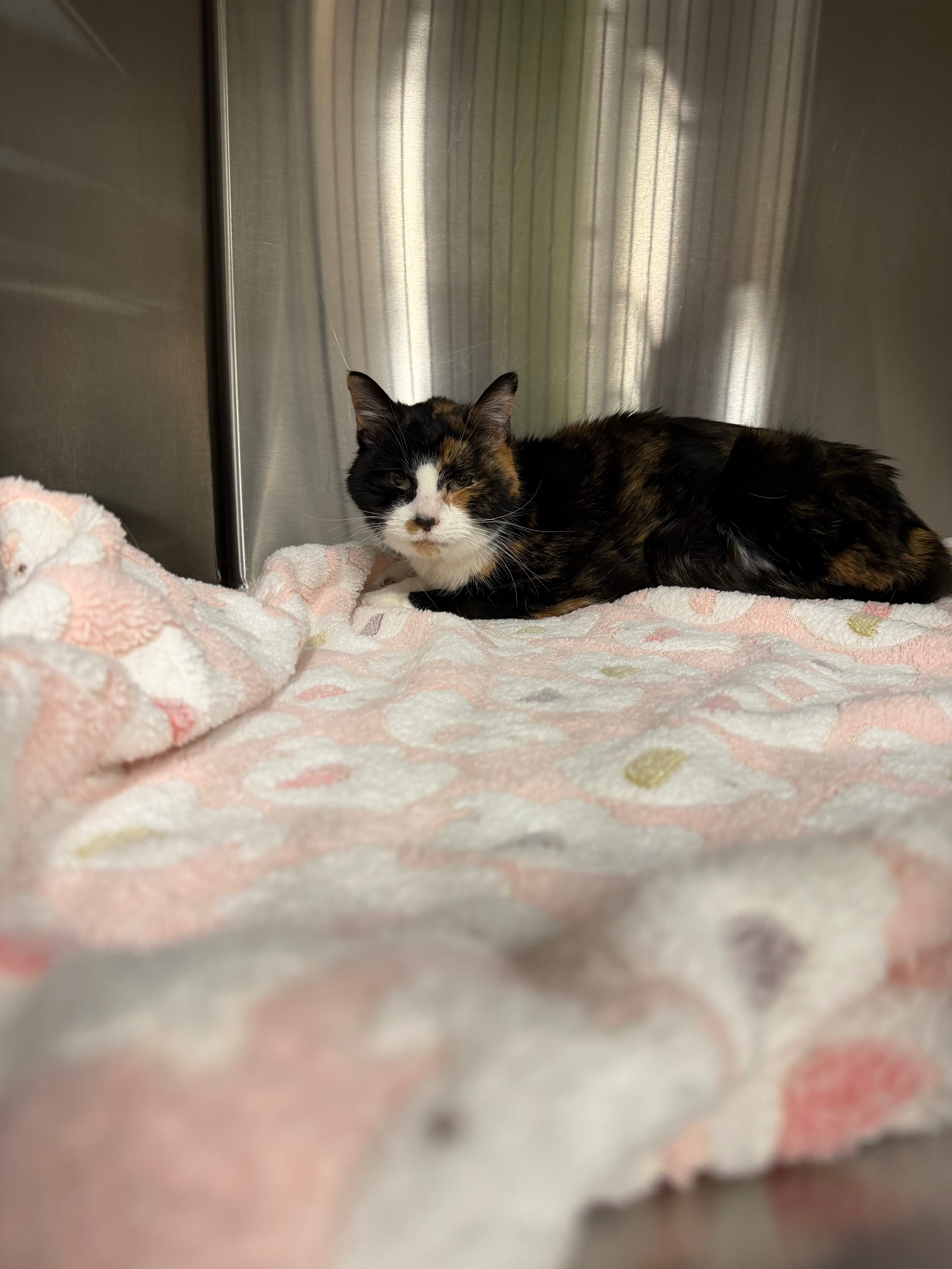 Support Hermione’s Urgent Medical Care campaign photo, 5 of 6