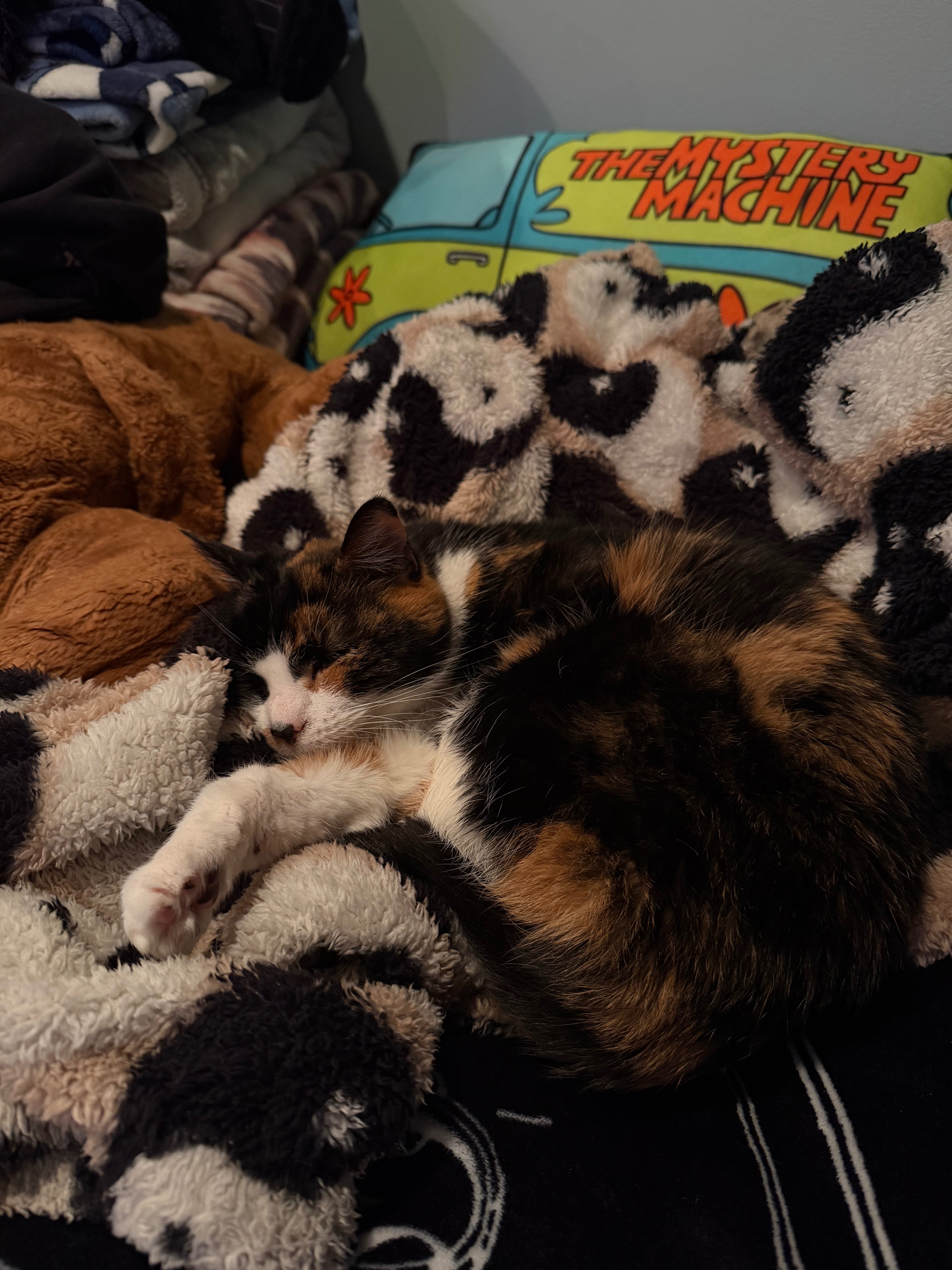 Support Hermione’s Urgent Medical Care campaign photo, 4 of 6