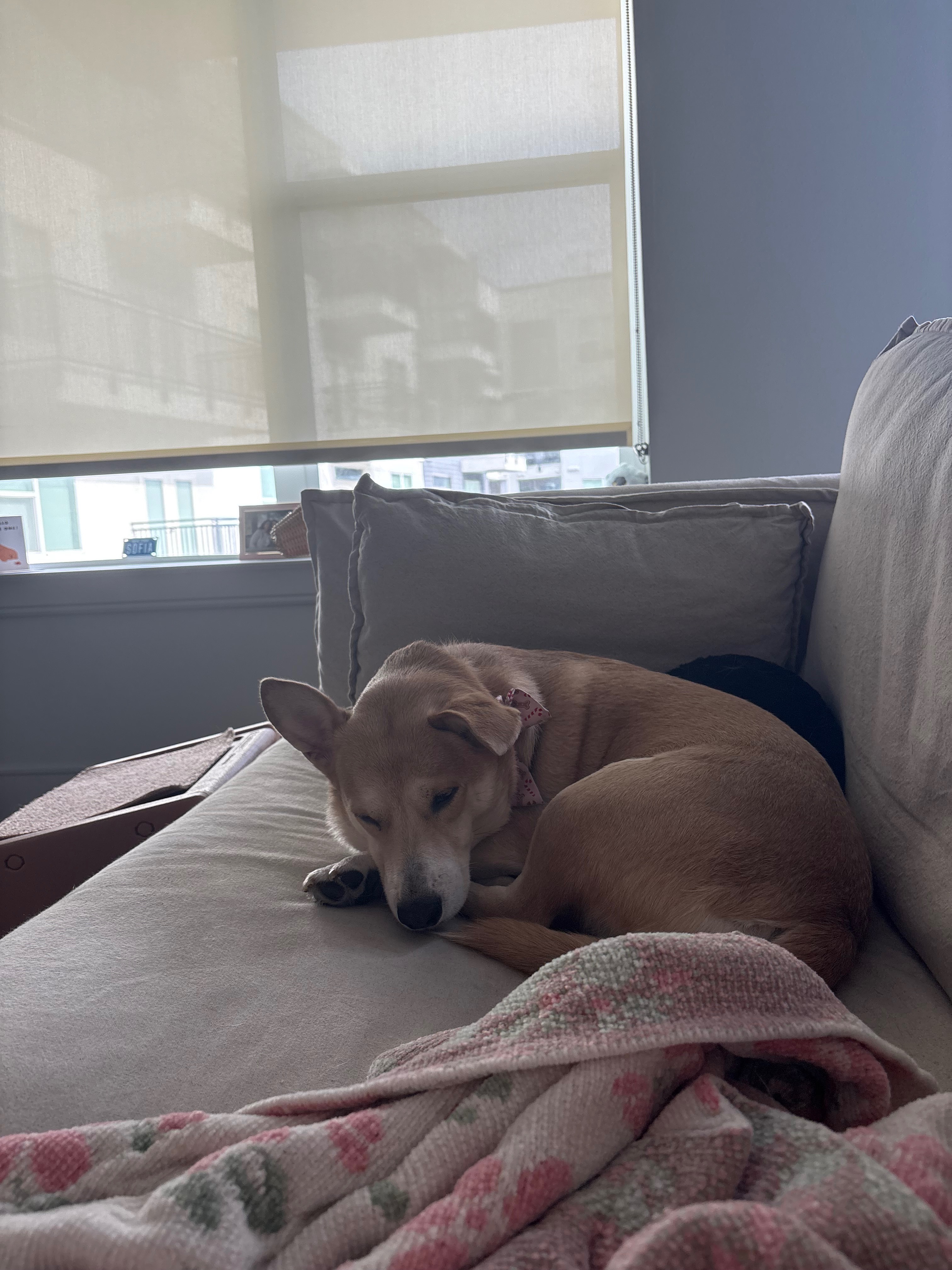 Donate to My Dog's Urgent Surgery Fund campaign photo, 5 of 6