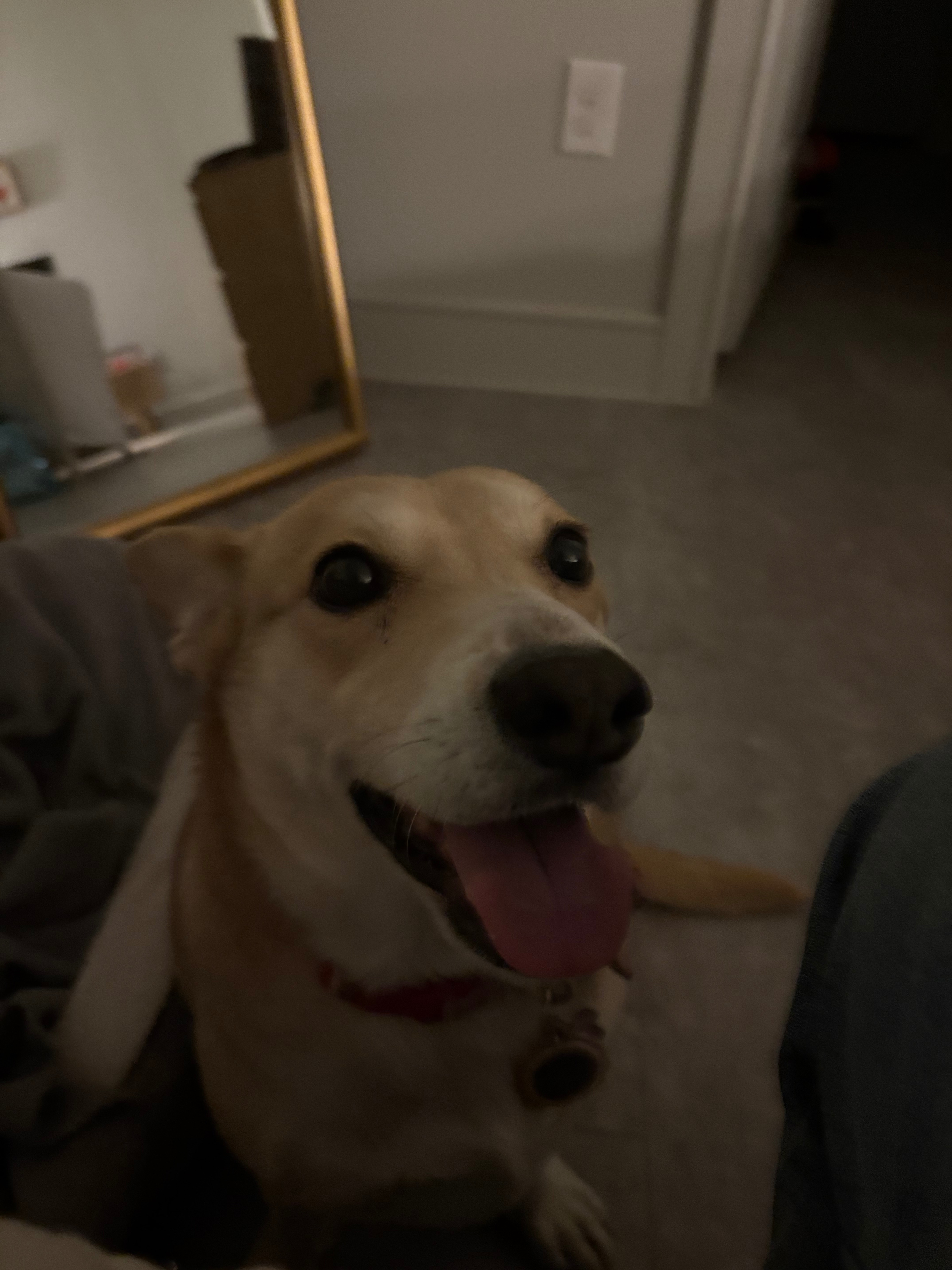 Donate to My Dog's Urgent Surgery Fund campaign photo, 2 of 6