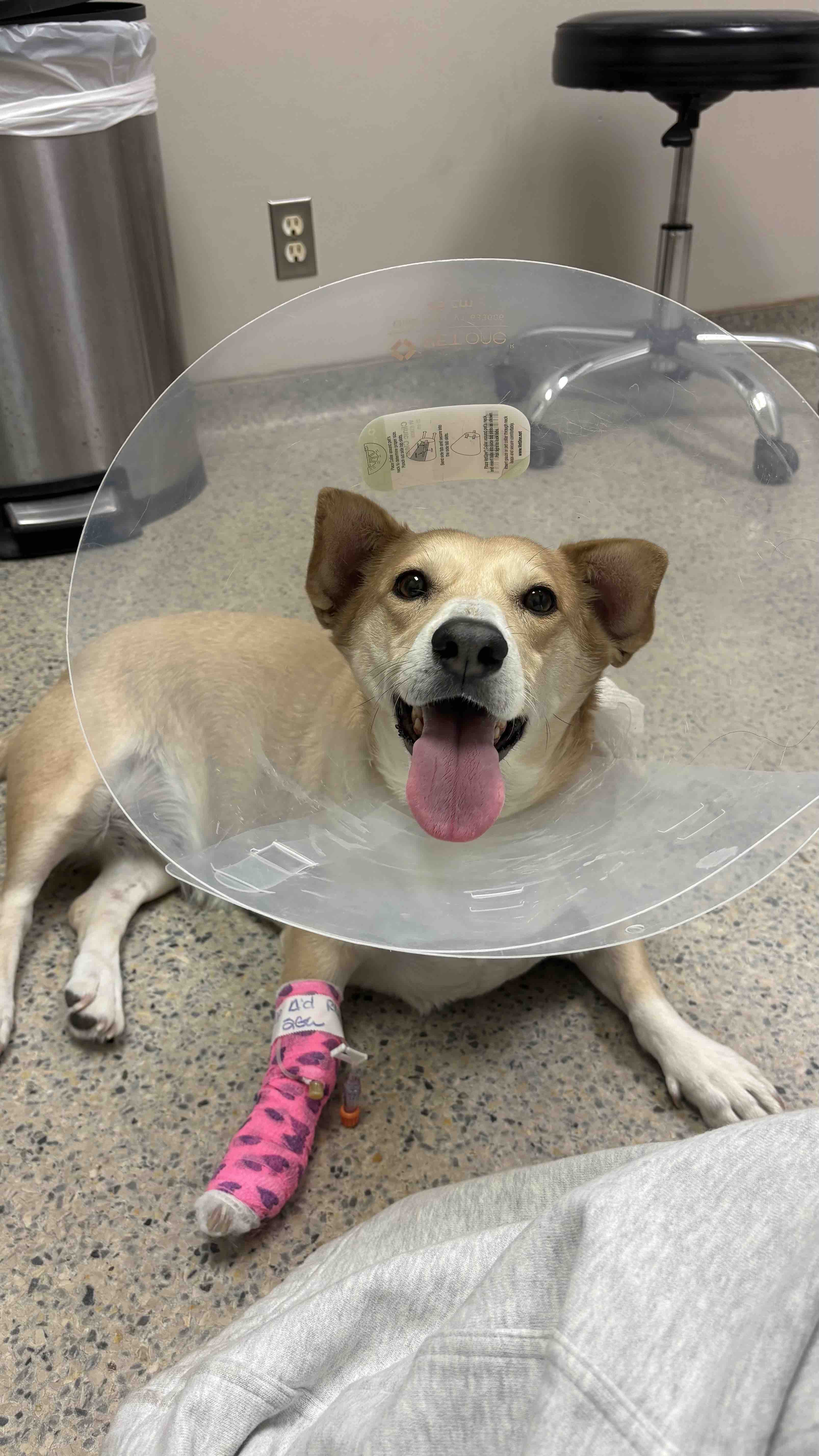 Donate to My Dog's Urgent Surgery Fund campaign photo, 4 of 6