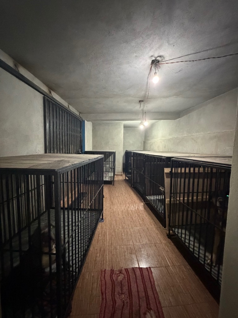 ¡Ayúdanos a construir nuestro santuario de perritos! campaign photo, 5 of 7