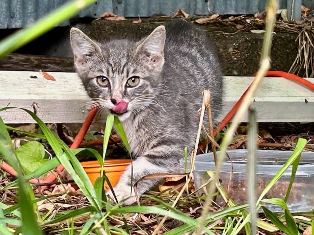 Saving Stray Cats of Park Rapids, MN~Help Needed campaign photo, 7 of 8